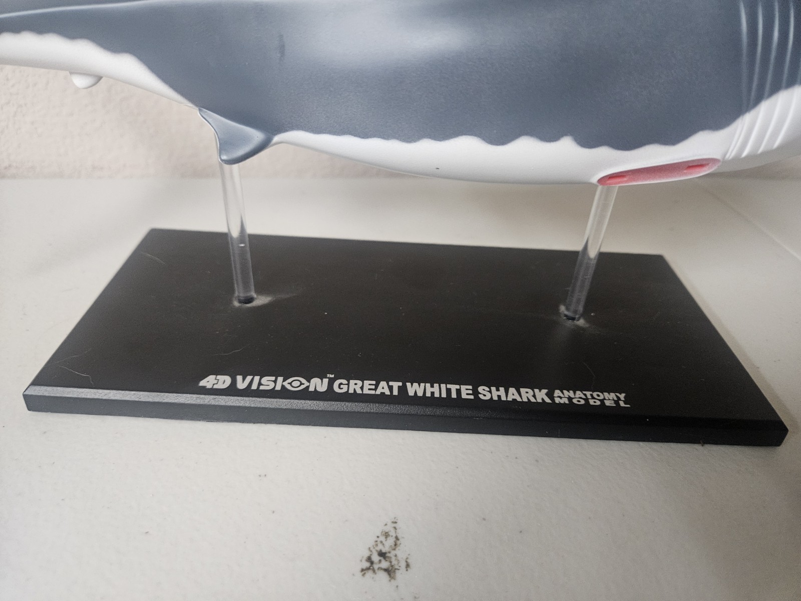 4D Vision Great White Shark Anatomy Model Removable Organs Display Stand