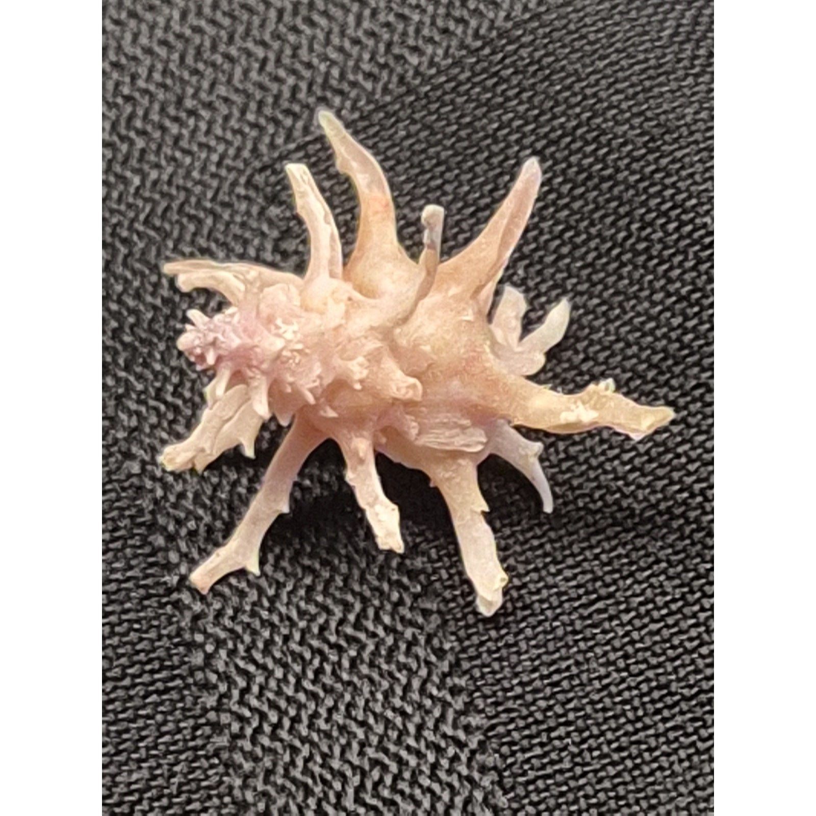 Latiaxis fruticosus 18mm Pink Spiny Shell Bohol Philippines w/ Label