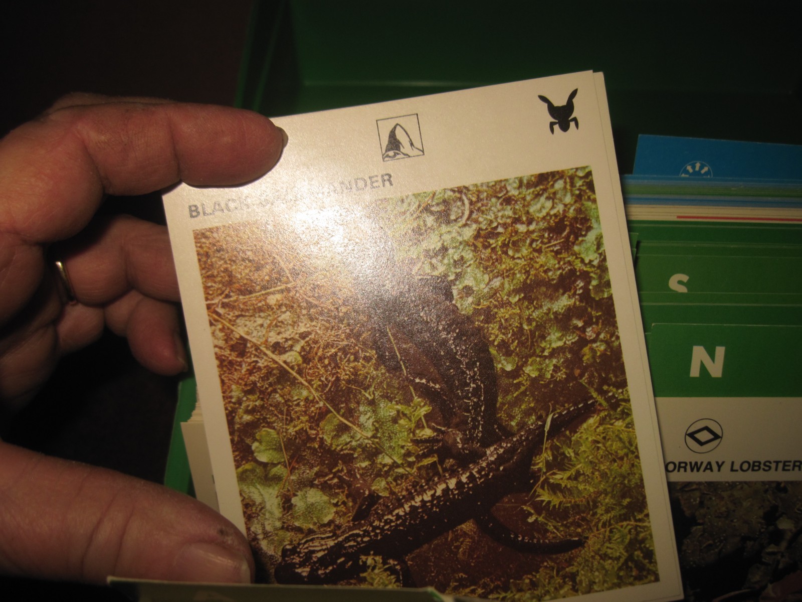 1970’s Illustrated Wildlife Treasury Animal Fact Cards & Carrying Case 400+ card