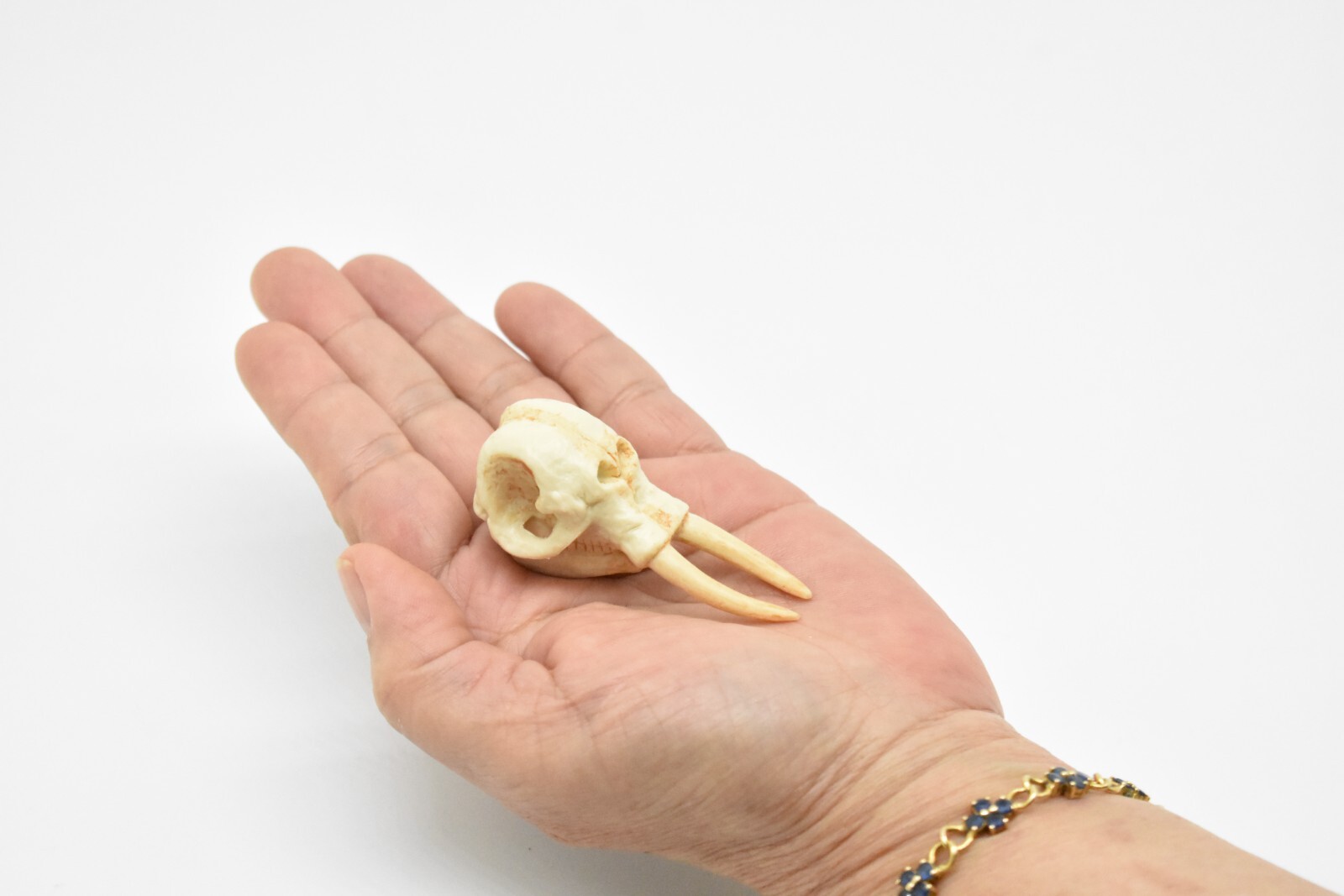 Elephant Skull, Very Nice Plastic Reproduction 2 1/2 inches long F4120 B193