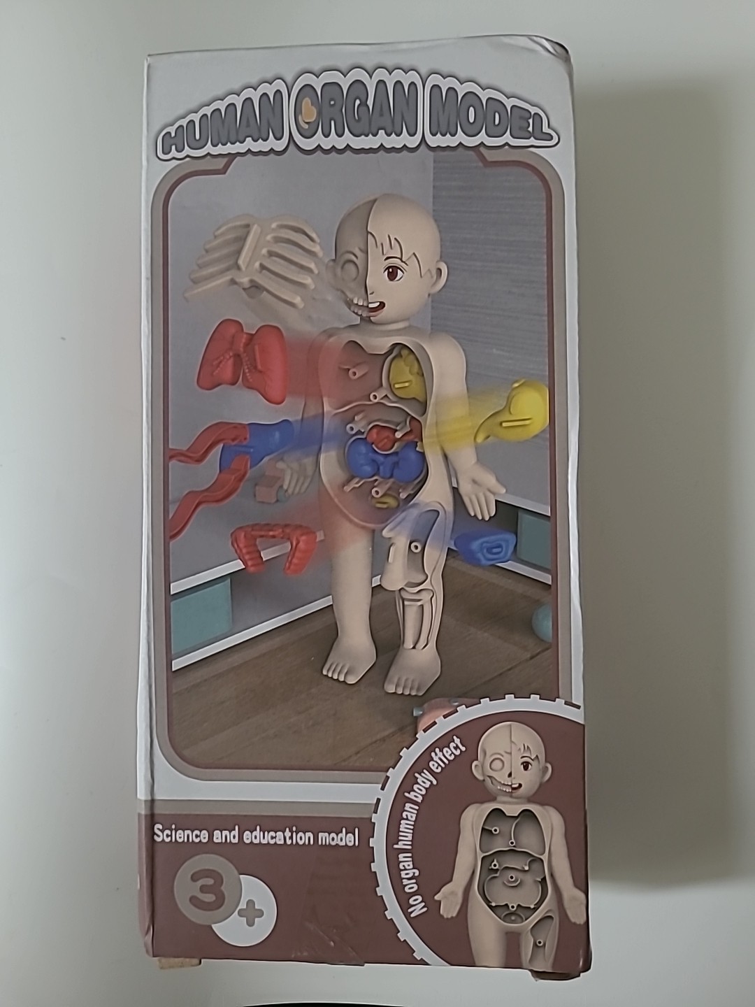 Human Body 3D Puzzle Learning Organ Educational Anatomy Model Toy For Children