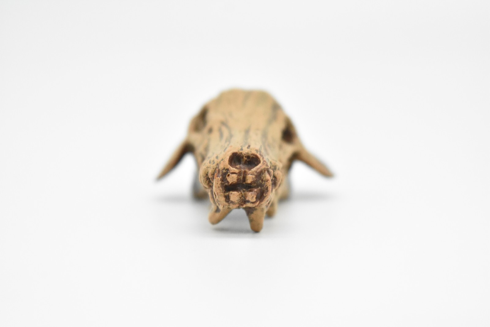 Daeodon, Terrible Pig Fossil Skull, Realistic Plastic Replica 2 1/4″ F3520B204