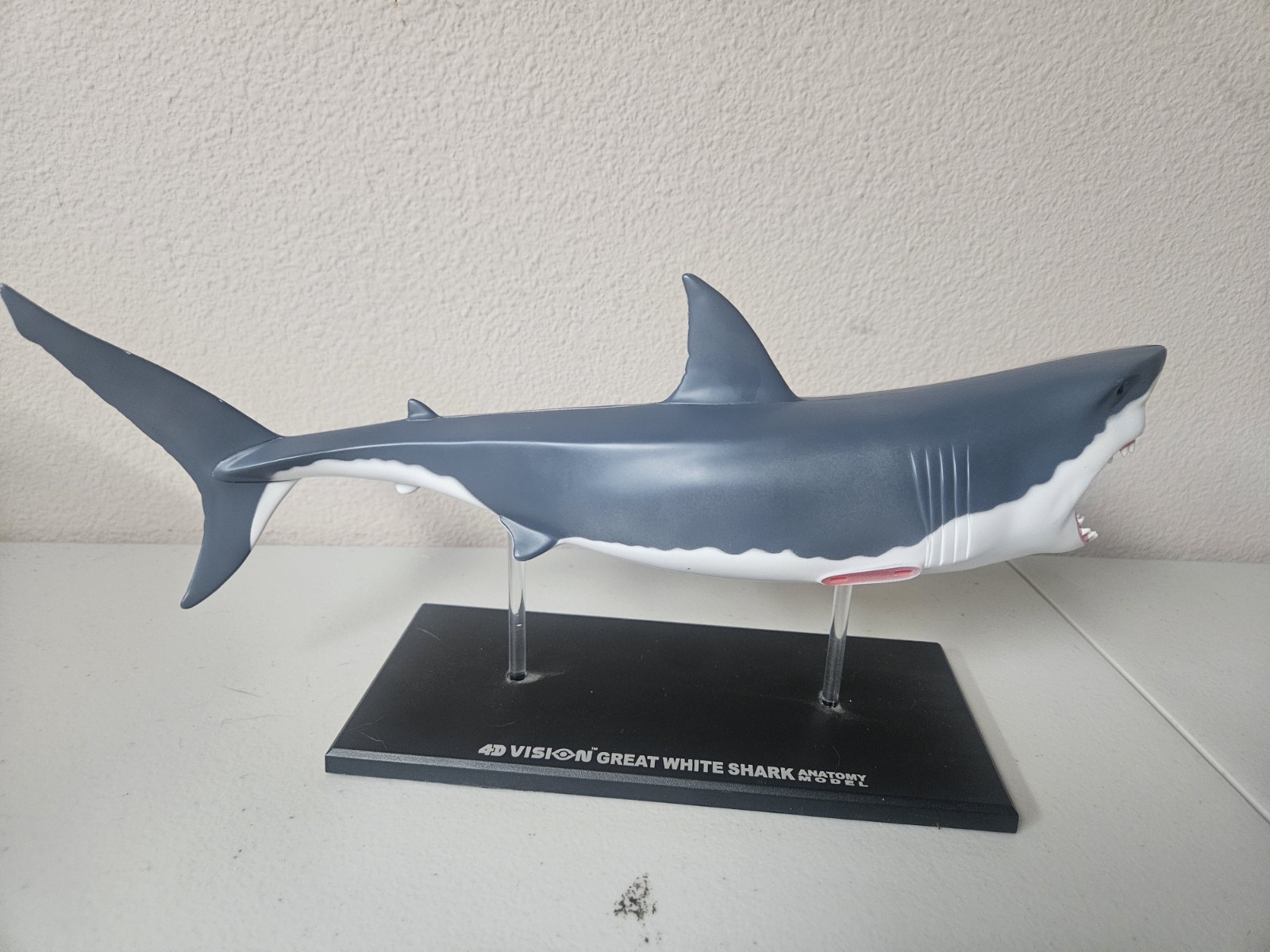 4D Vision Great White Shark Anatomy Model Removable Organs Display Stand