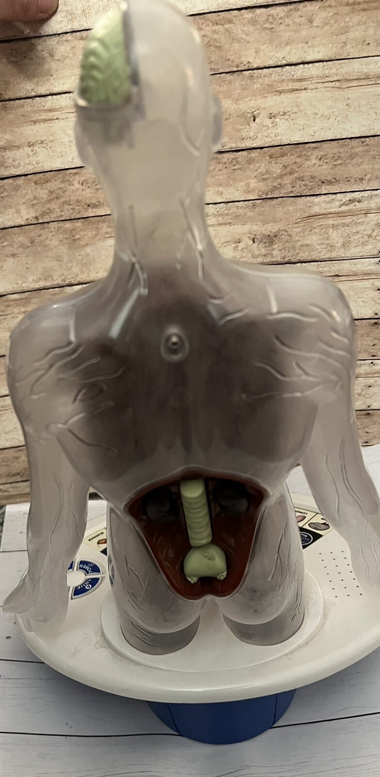 Interactive Talking Human Body Model Learn about organs, systems +quiz