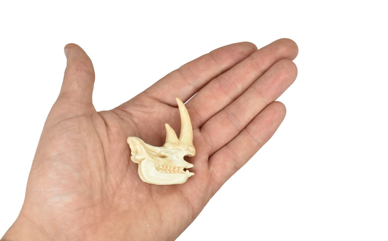 Rhino Rhinoceros Skull Plastic Toy Animal Kids Gift Realistic Figure 2″ F4119