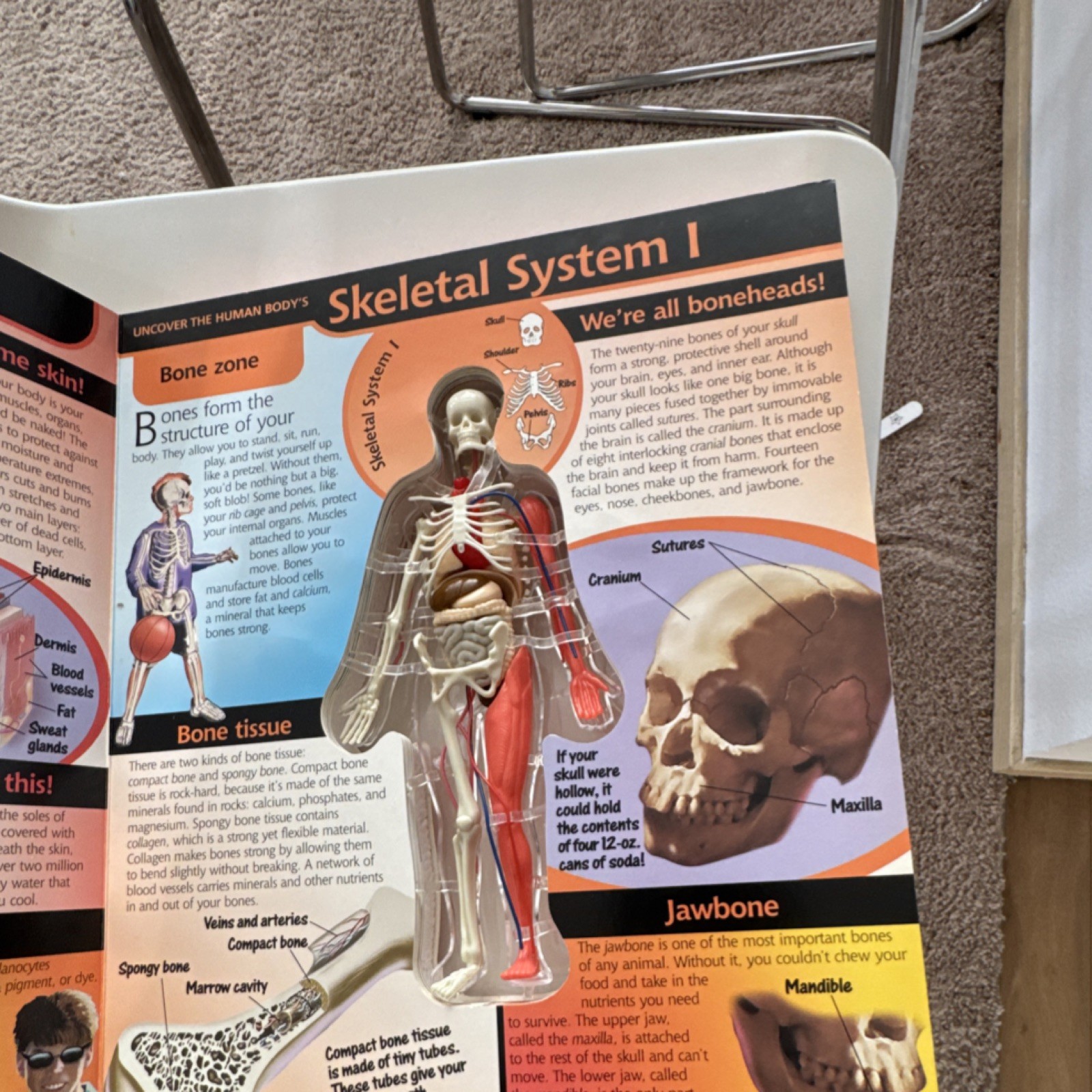 Silver Dolphin Uncover the Human Body 3D Educational Book Ages 8 and Up