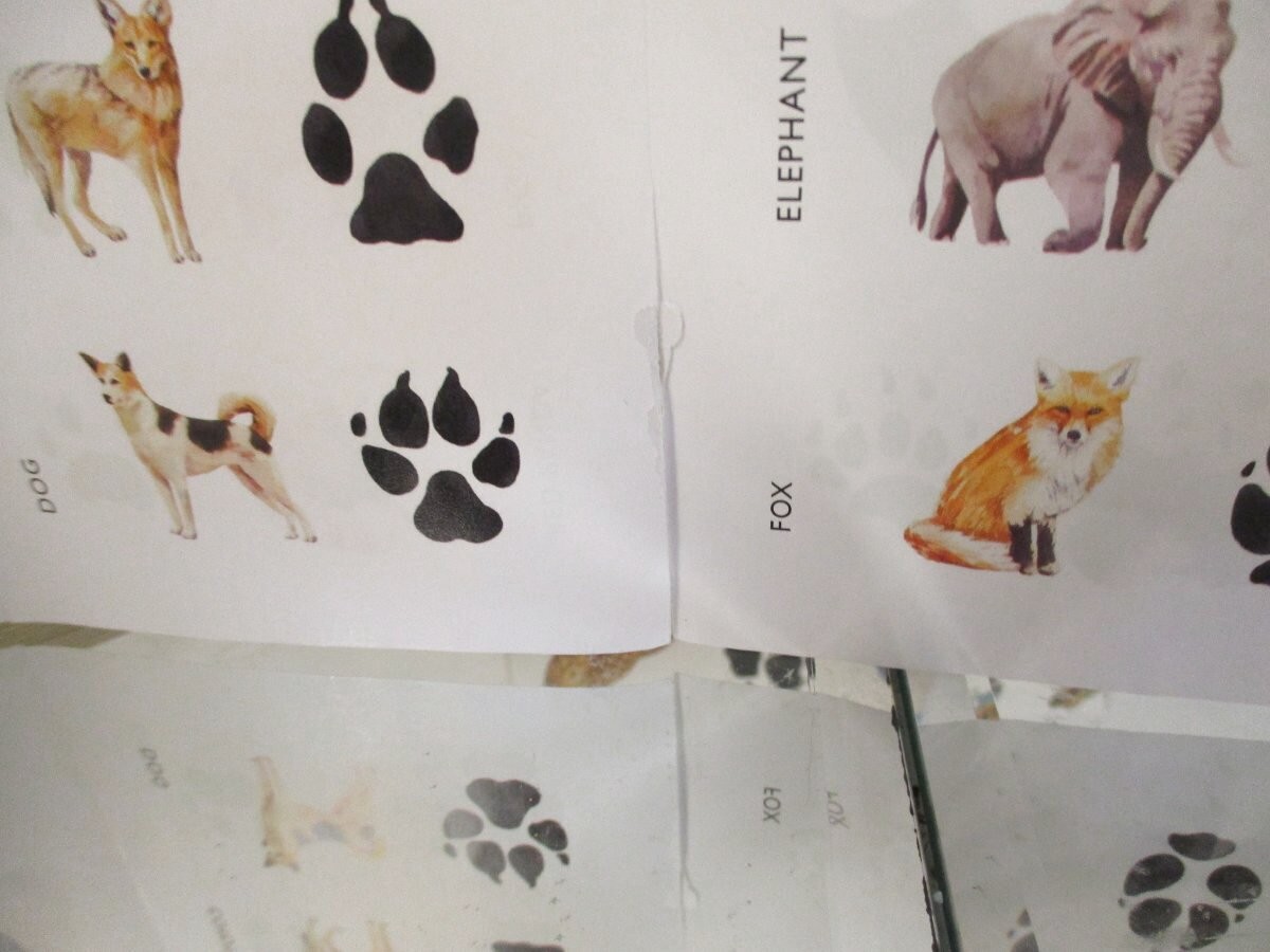 2017 Complete Match A Track 25 Animals Paw Prints Laurence King Pub Game Flash C