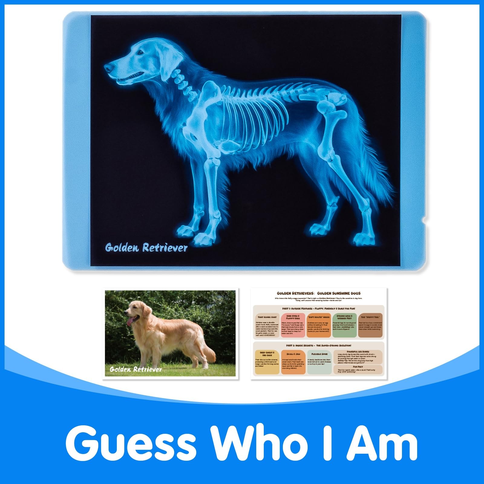 Pet Series Animal Xrays for Kids – Pet X-Rays Set, Light Table Manipulatives,…