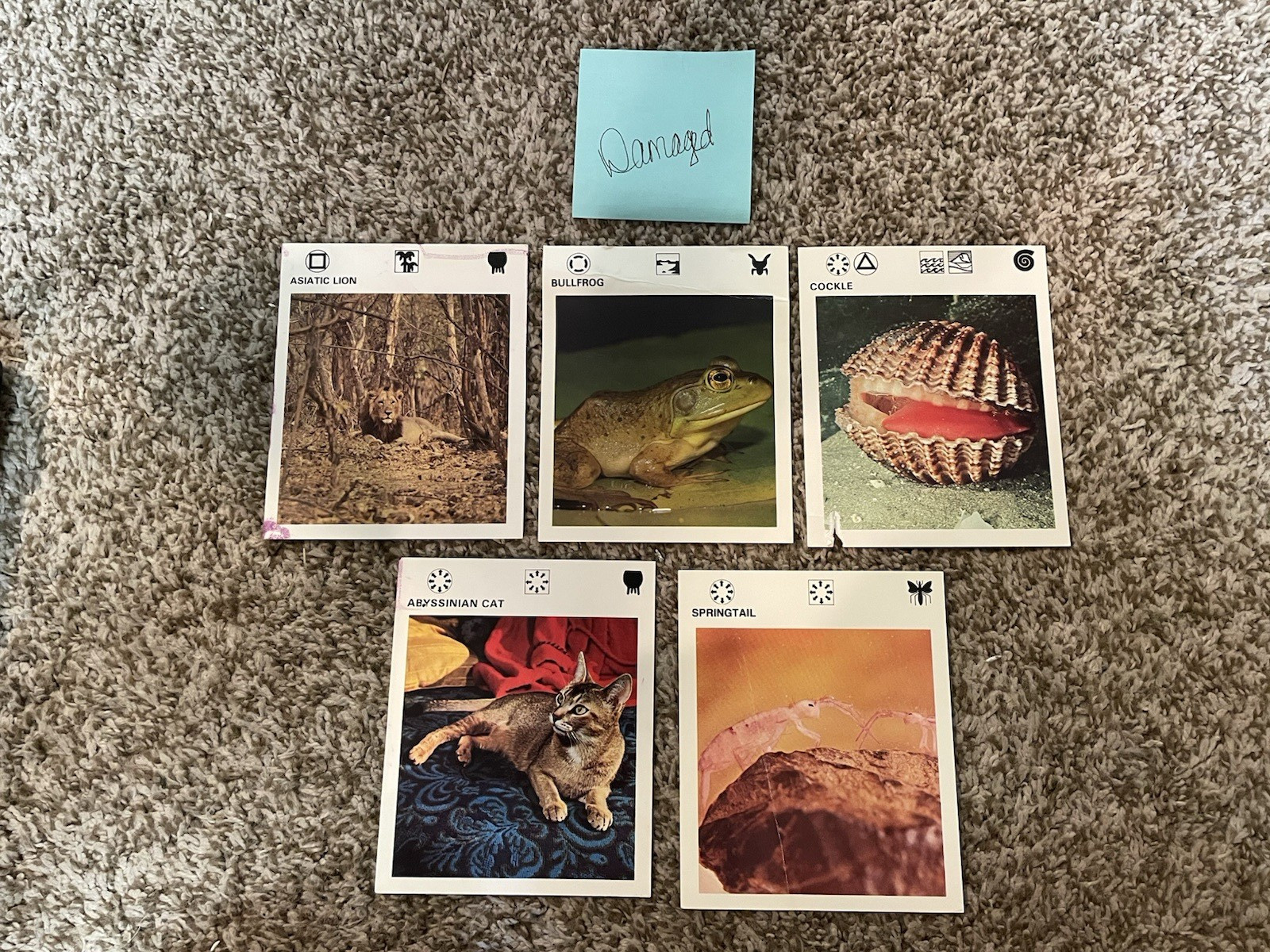 VINTAGE 70s Illustrated Wildlife Treasury 780+ Animal Fact Cards in Case