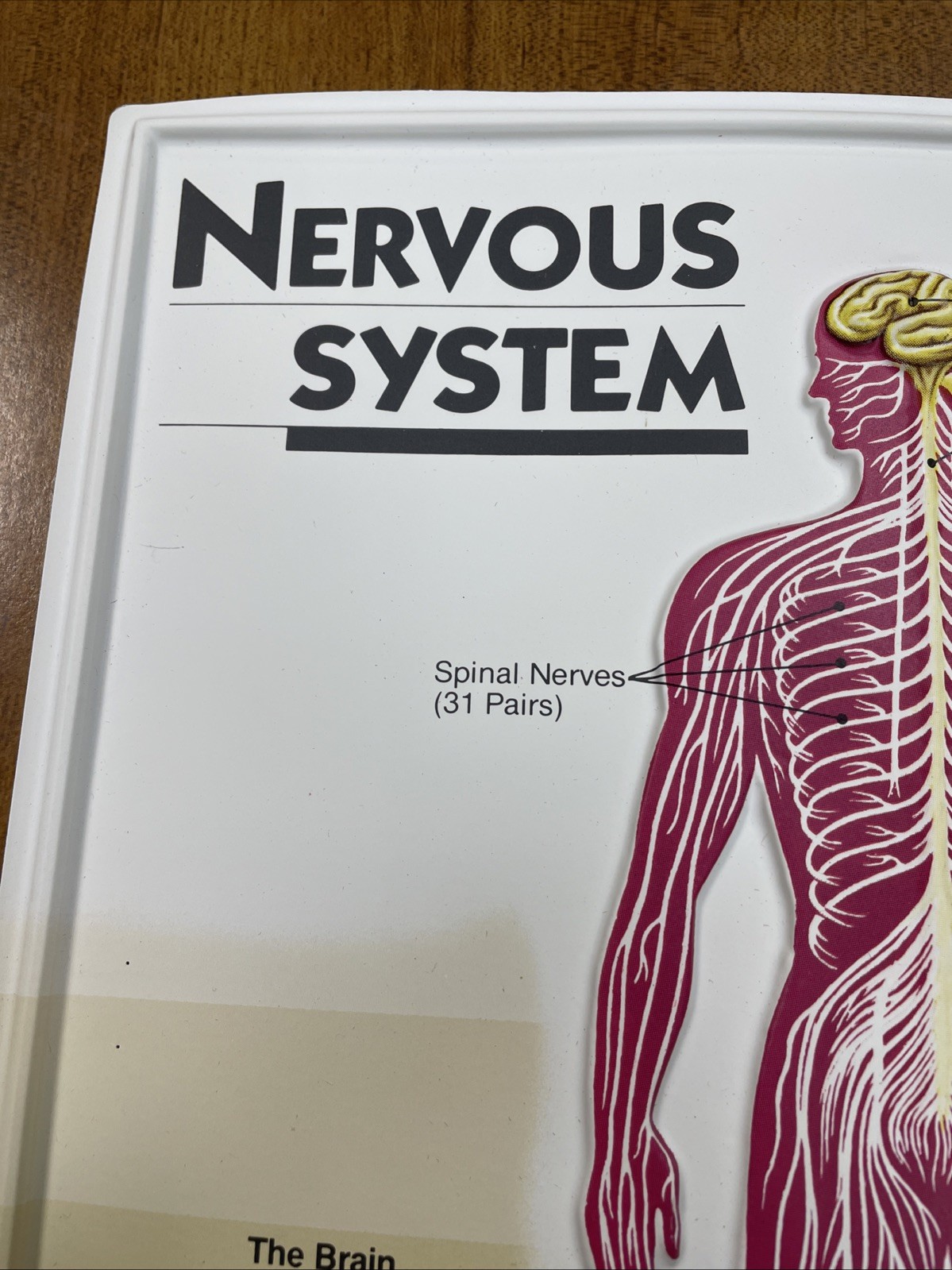 3D Human Body Charts Nervous System EI-5220 MINT Educational Insights 9×13”
