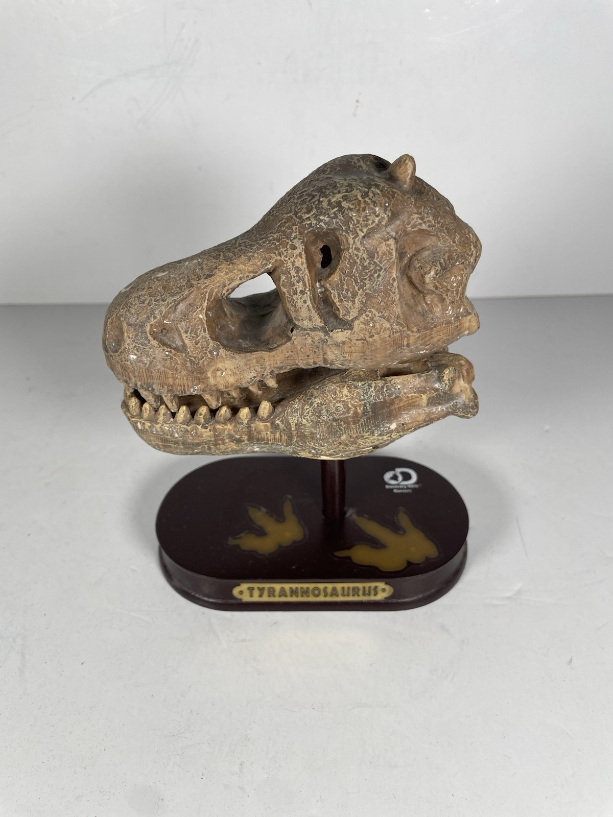 NEW Discovery Dinosaur Skull Dig Tyrannosaurus with Display Stand
