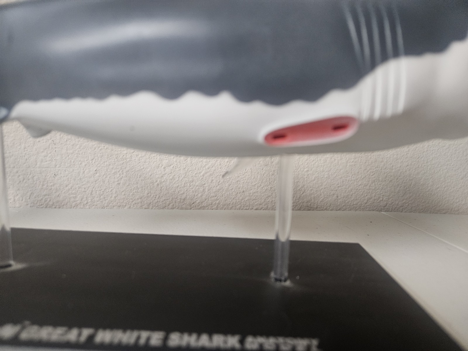 4D Vision Great White Shark Anatomy Model Removable Organs Display Stand