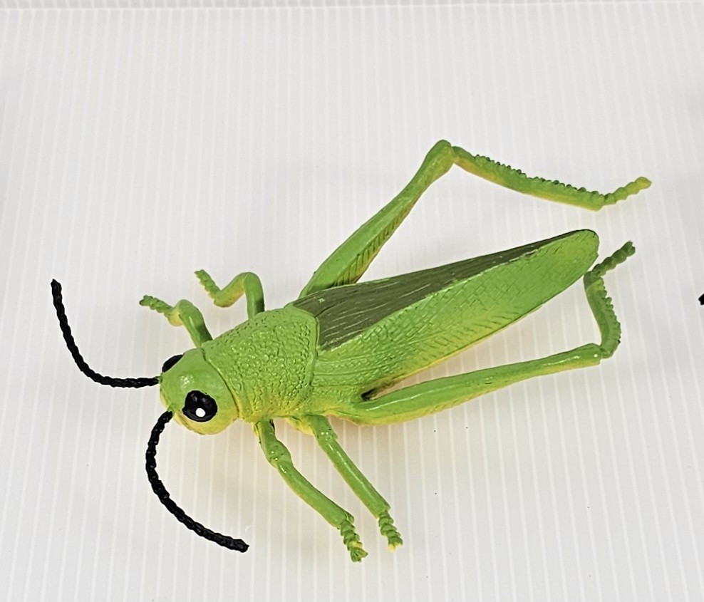 4 Large Bugs Collection, Grasshopper, Beetles