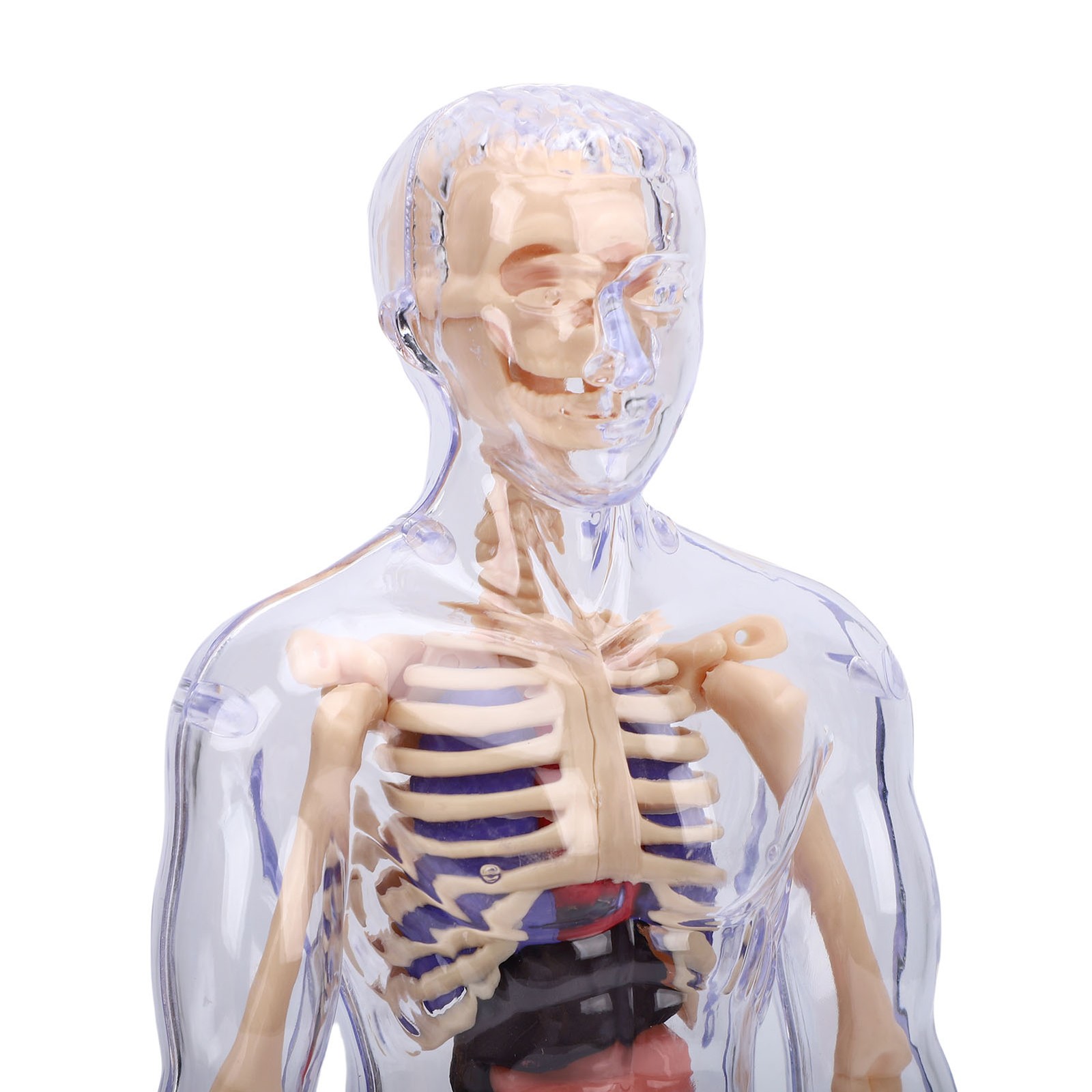1-Clear Human Body Skeleton Model Kit 3D Human Anatomy Structure Model Kit