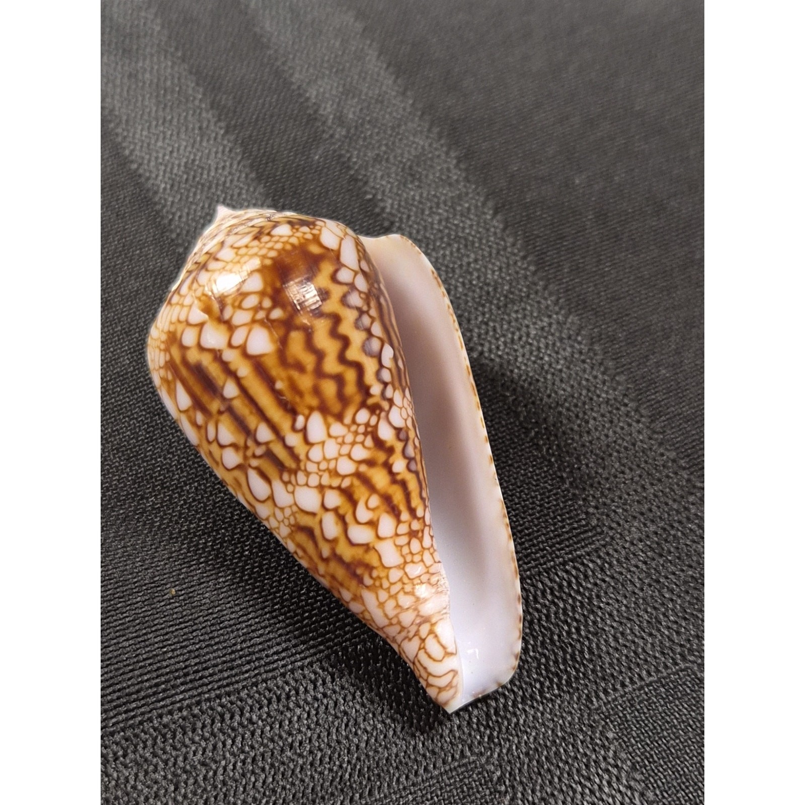 Conus dalli 53mm Baja Mexico Cone Shell 11/12/1996 Original Tag