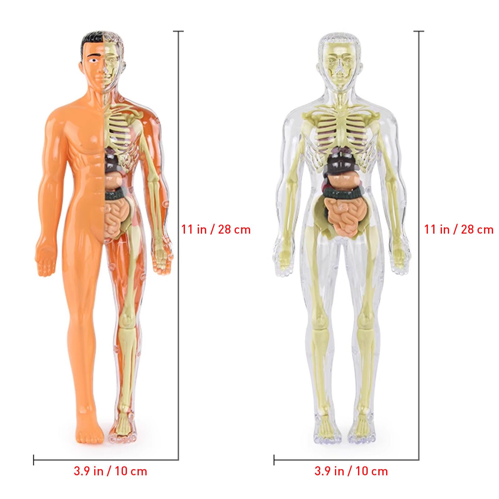 3D Human Body Anatomy Model DIY Skeleton Toys Educational Science Kit for Kid