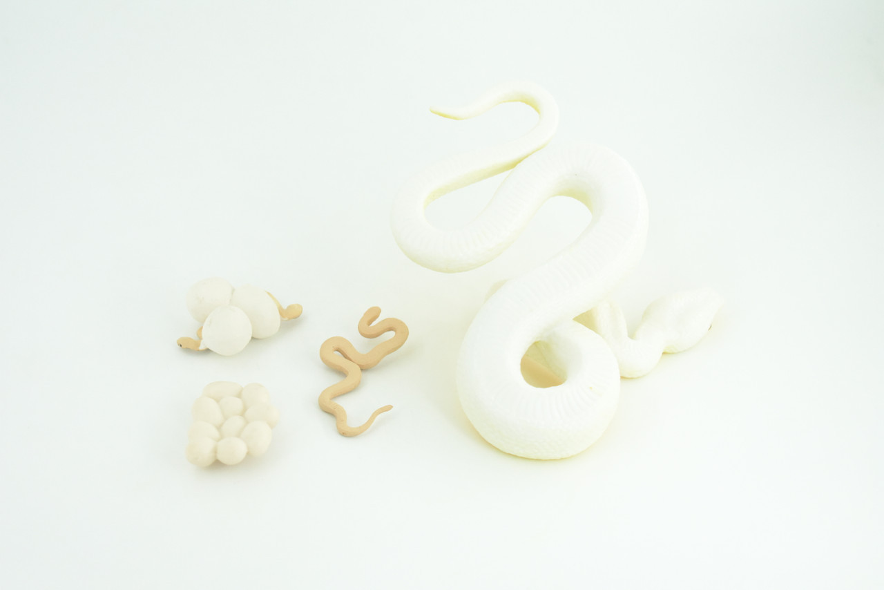 Burmese Python Life Cycle, 4 Piece Set, Hand Painted Rubber Snake 6″ CH886 BB201