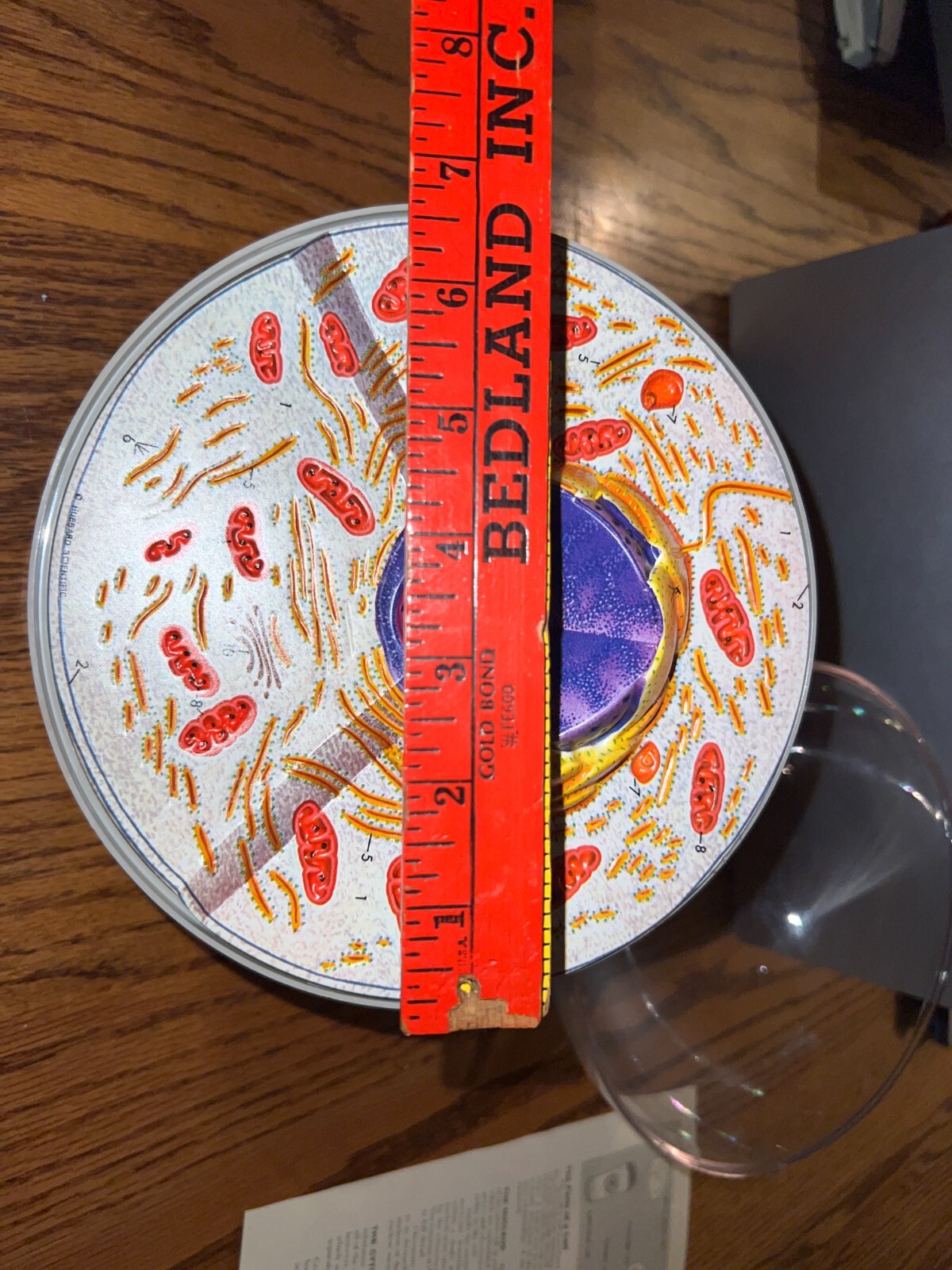 Hubbard Scientific 3-D Biological Cell Model Globe 1968