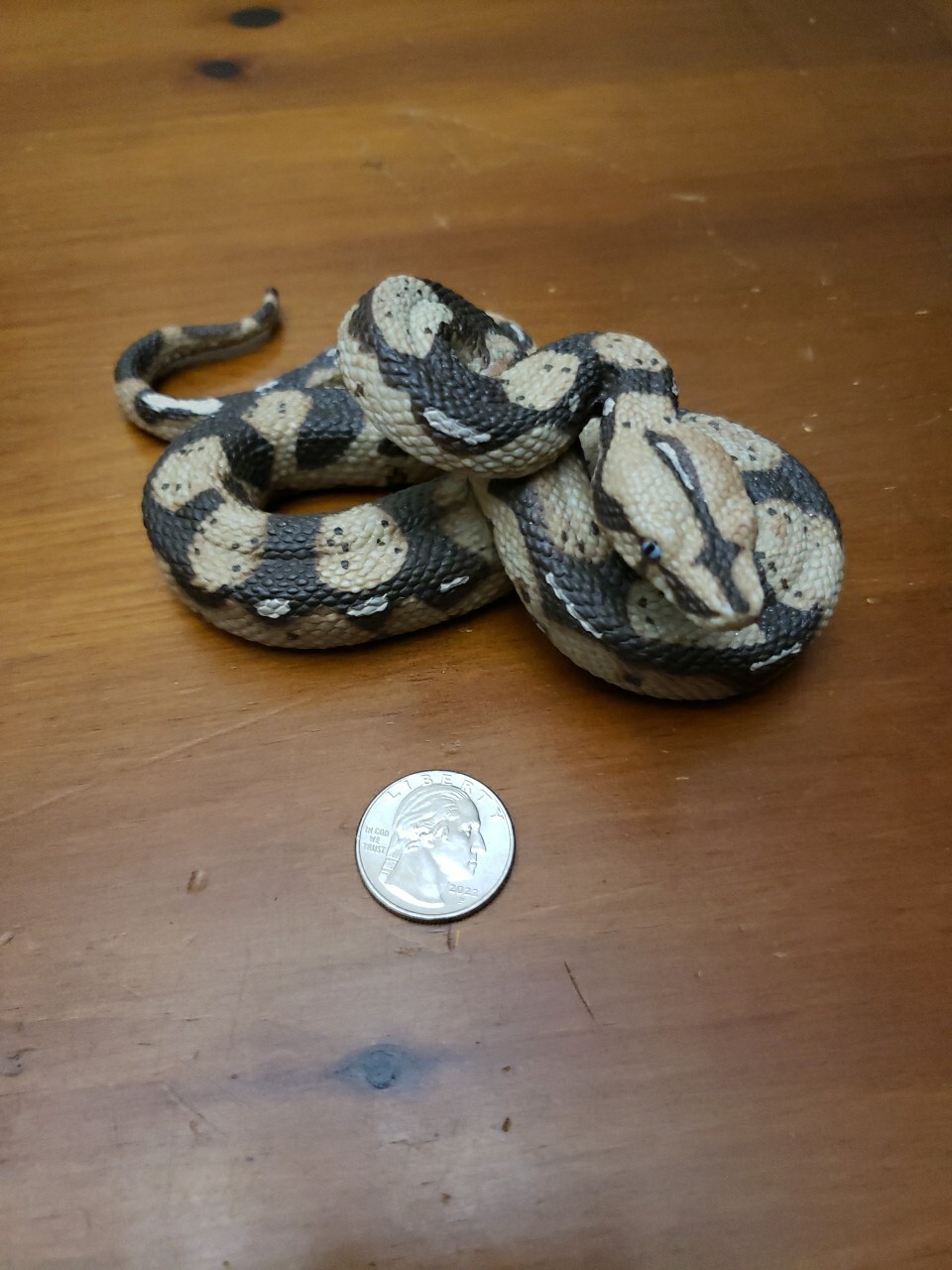 Boa Constrictor Python Realistic Toy Snake Education Prank Safari Ltd Animal Fig