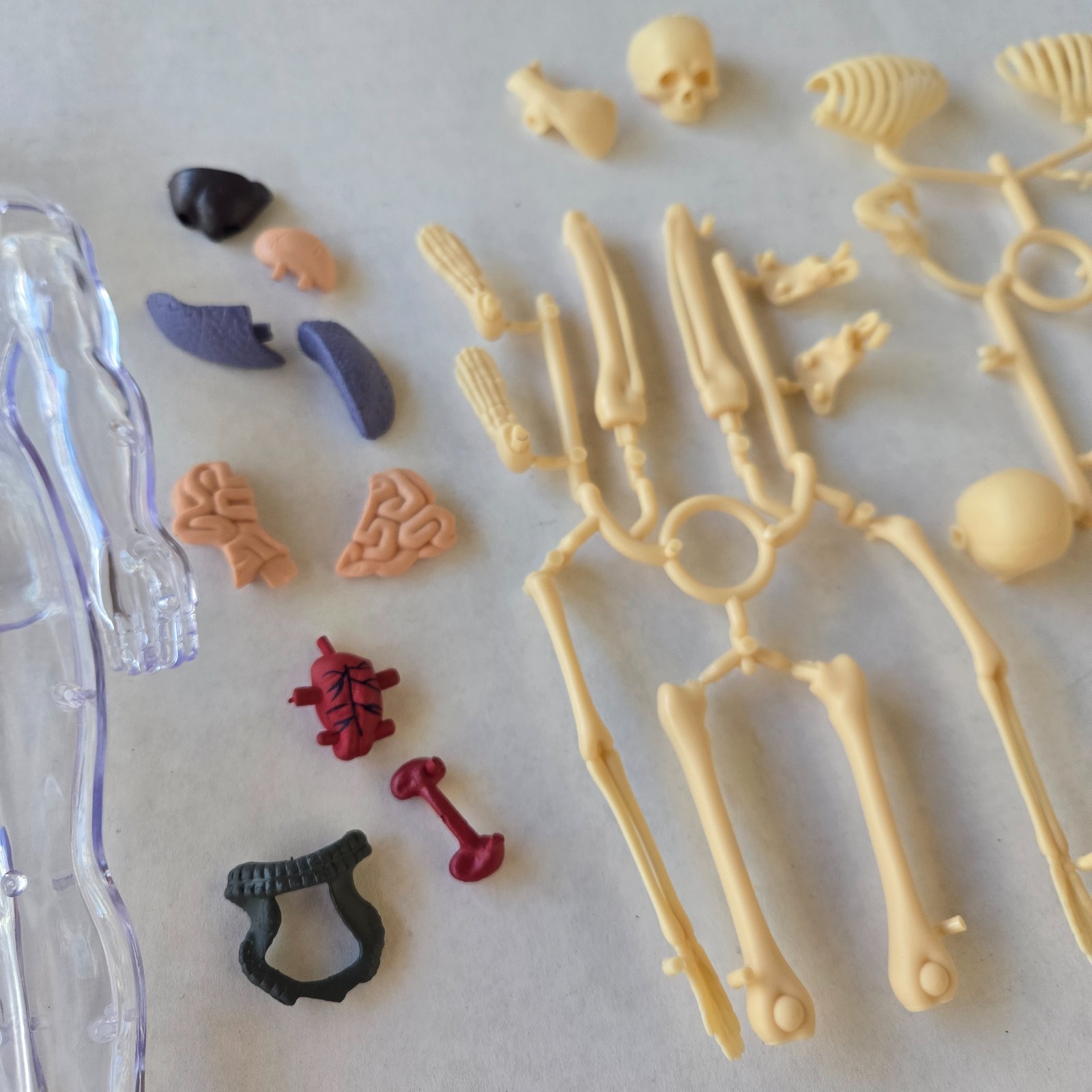 Human Anatomy Model Kit, 3D Detachable Body Parts Skeleton Viscera Organs