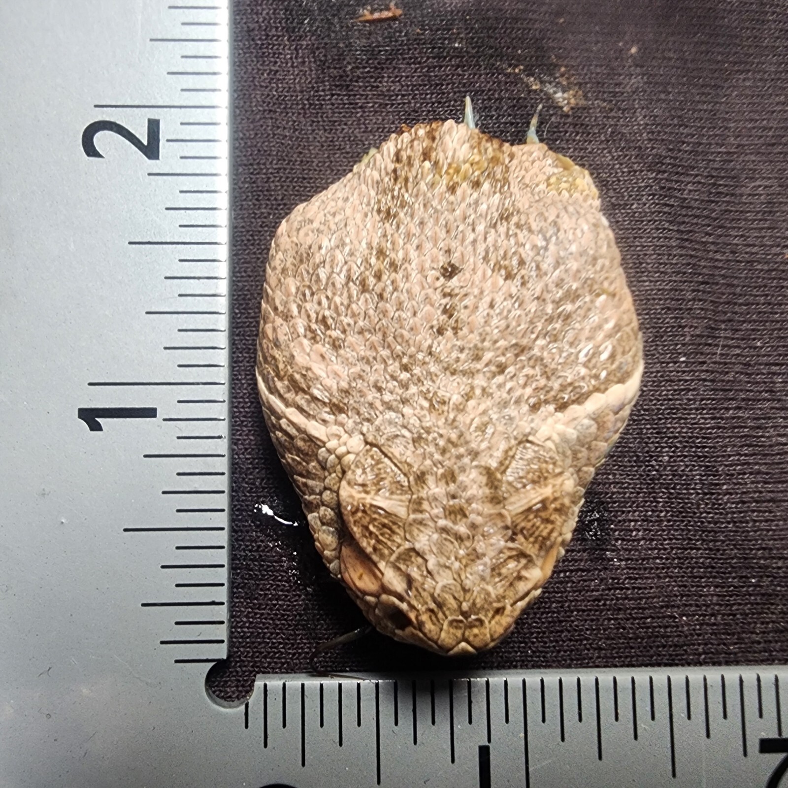 🔥Western Diamondback Rattlesnake Snake Skull Puzzle 35p FANGS SPECIMEN SK27