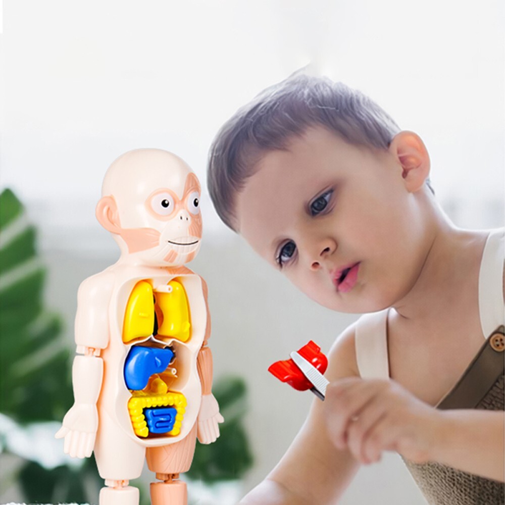 3D Human Body Organ Structure Anatomy Scientific Model Kit Education Toy for Kid