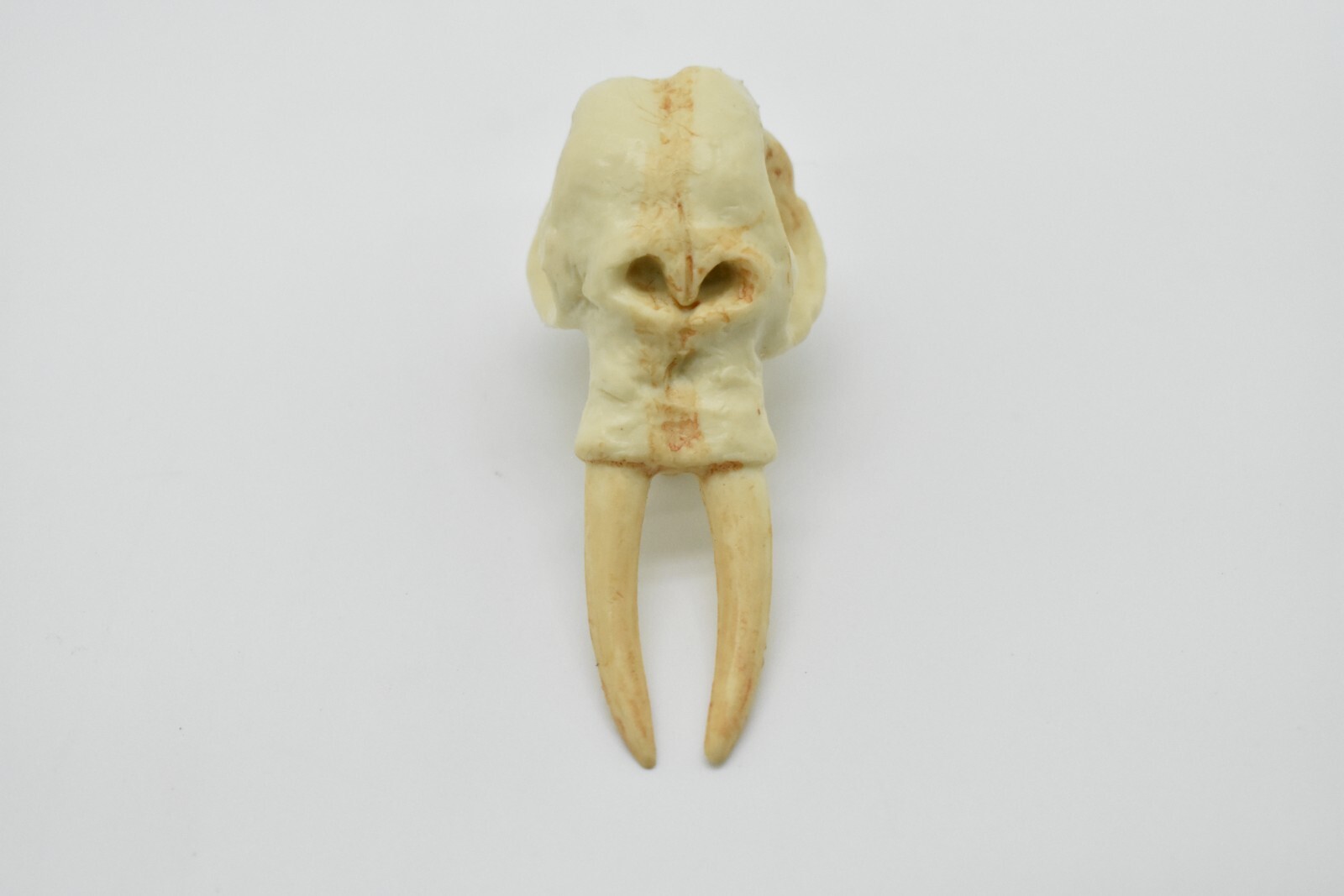 Elephant Skull, Very Nice Plastic Reproduction 2 1/2 inches long F4120 B193