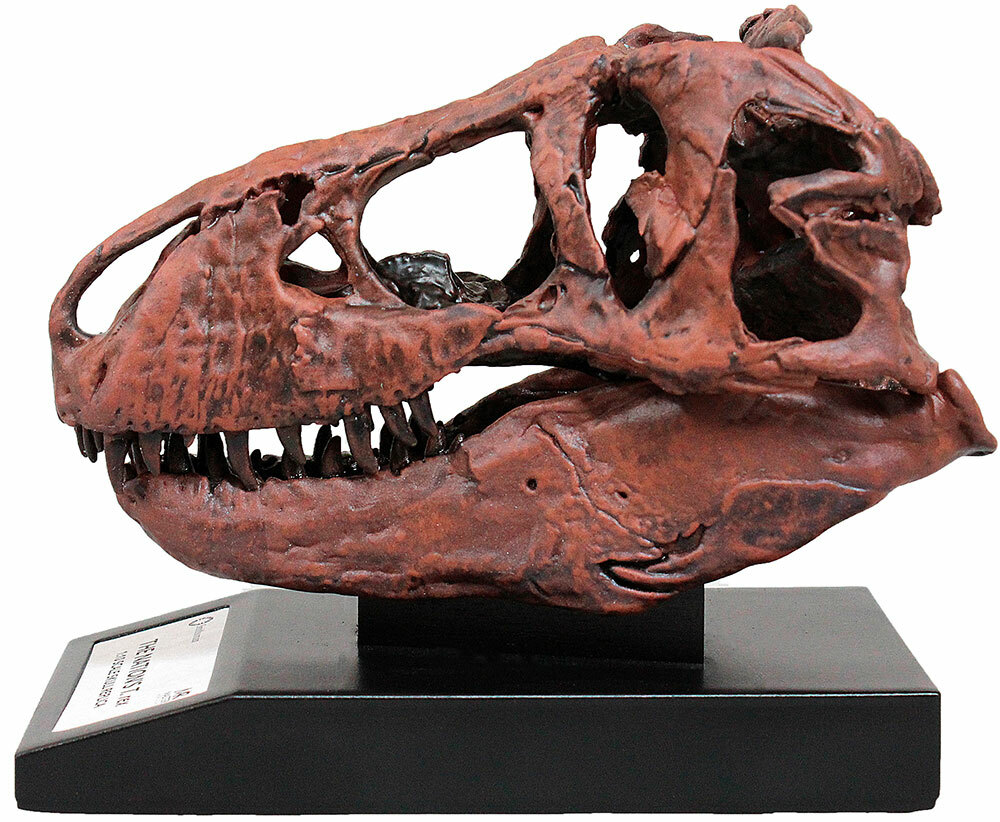 Tyrannosaurus Skull 1/10th Scale Smithsonian Licensed – The Nation’s T.rex