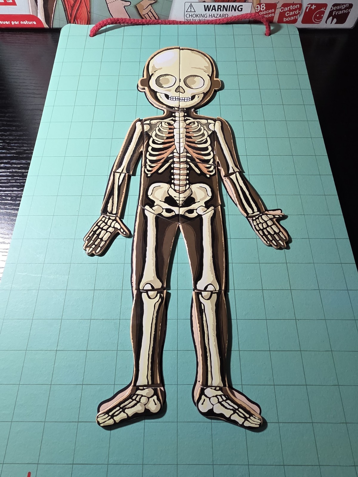 💯Complete-Janod Magnet Human Body Educational Game 11 Languages Skeletal Muscle