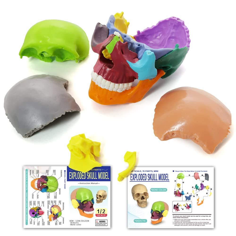 15-Parts Puzzle Anatomy Skull Model,Colorful Medical Brain Model,Human Anatomy E