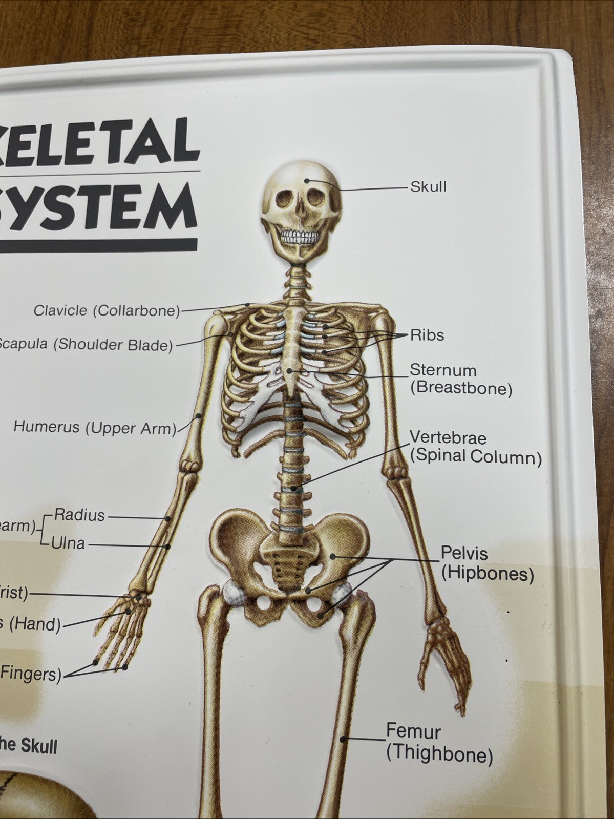 3D Human Body Charts Skeletal System EI-5220 MINT Educational Insights 9×13”