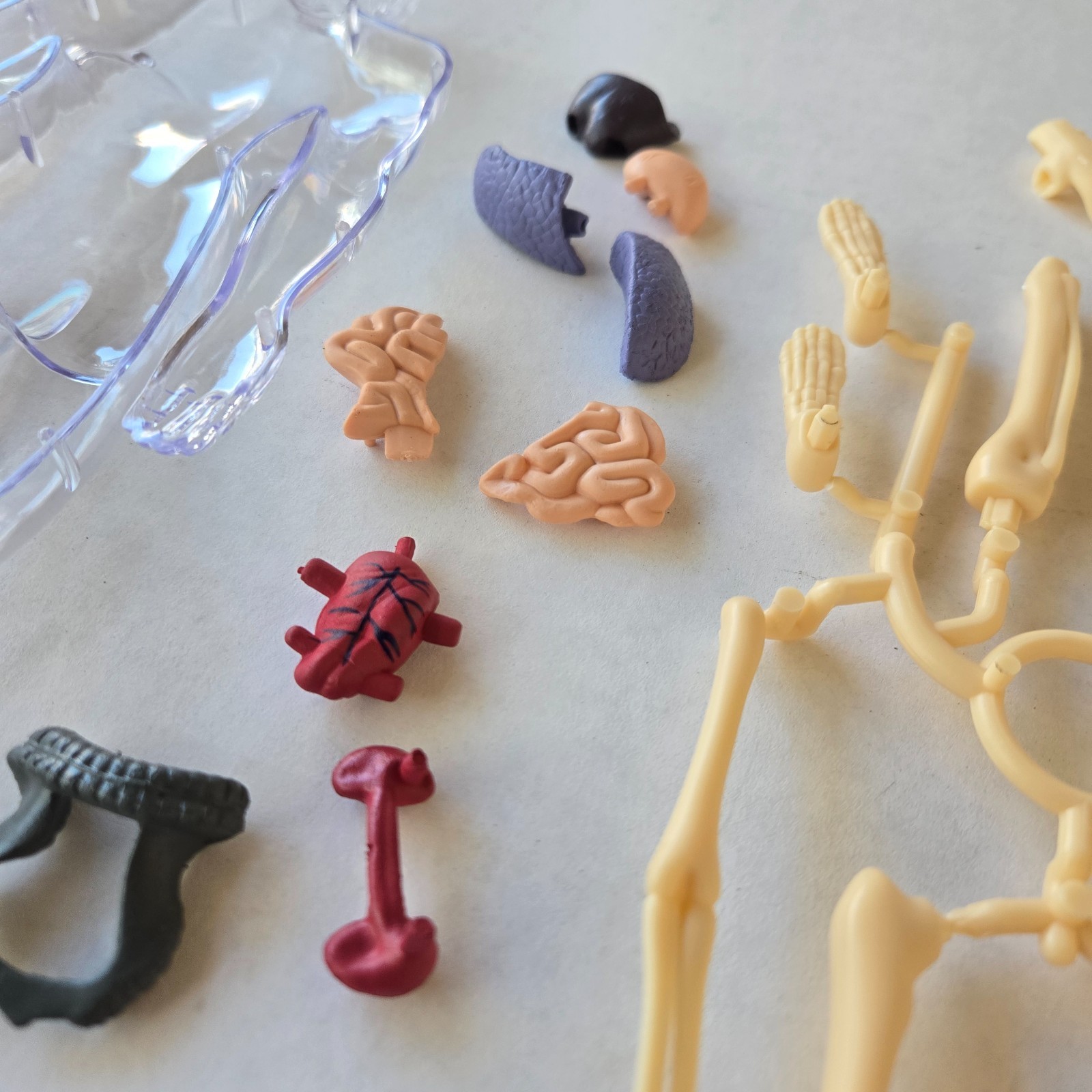 Human Anatomy Model Kit, 3D Detachable Body Parts Skeleton Viscera Organs