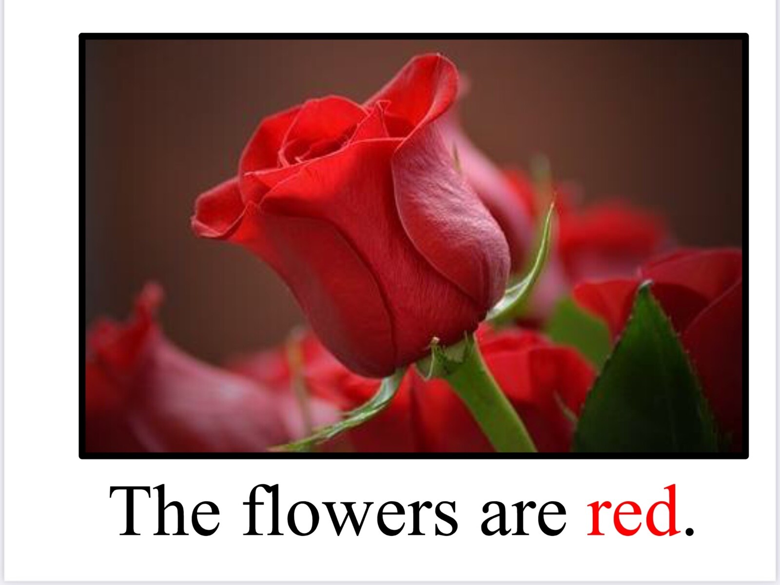 RED | The Strawberries are Red | LEARNING COLORS | Spiral Bound Picture Book
