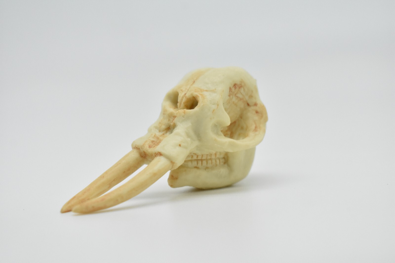 Elephant Skull, Very Nice Plastic Reproduction 2 1/2 inches long F4120 B193