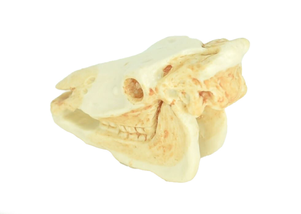 Zebra, Skull, Plastic Toy Gift, Realistic Model, Replica, Gift, 1 3/4″ F4121
