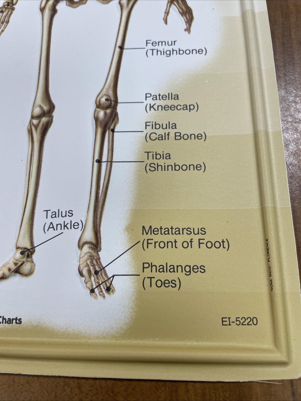 3D Human Body Charts Skeletal System EI-5220 MINT Educational Insights 9×13”