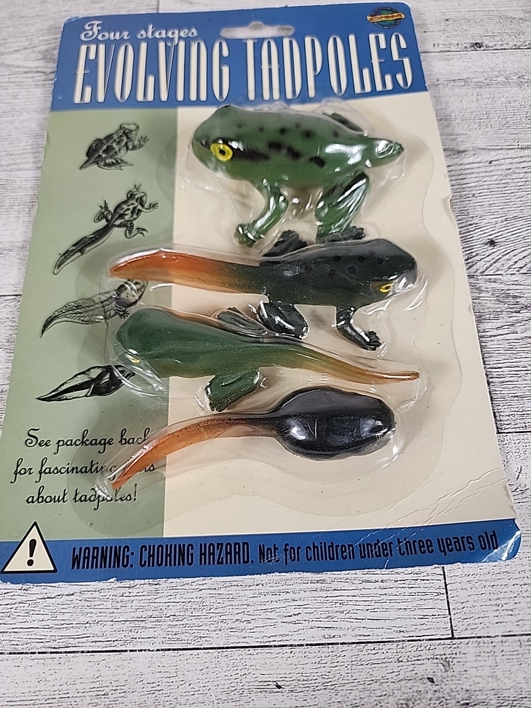Vintage Accoutrements Evolving Tadpoles 4 Stages 1995 Nature Fish Outdoors
