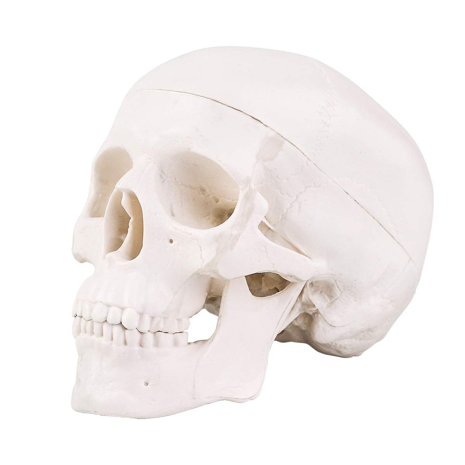 EUDDOO Mini Skull Model – 3 Parts Small Size Human Anatomical Anatomy Medical…