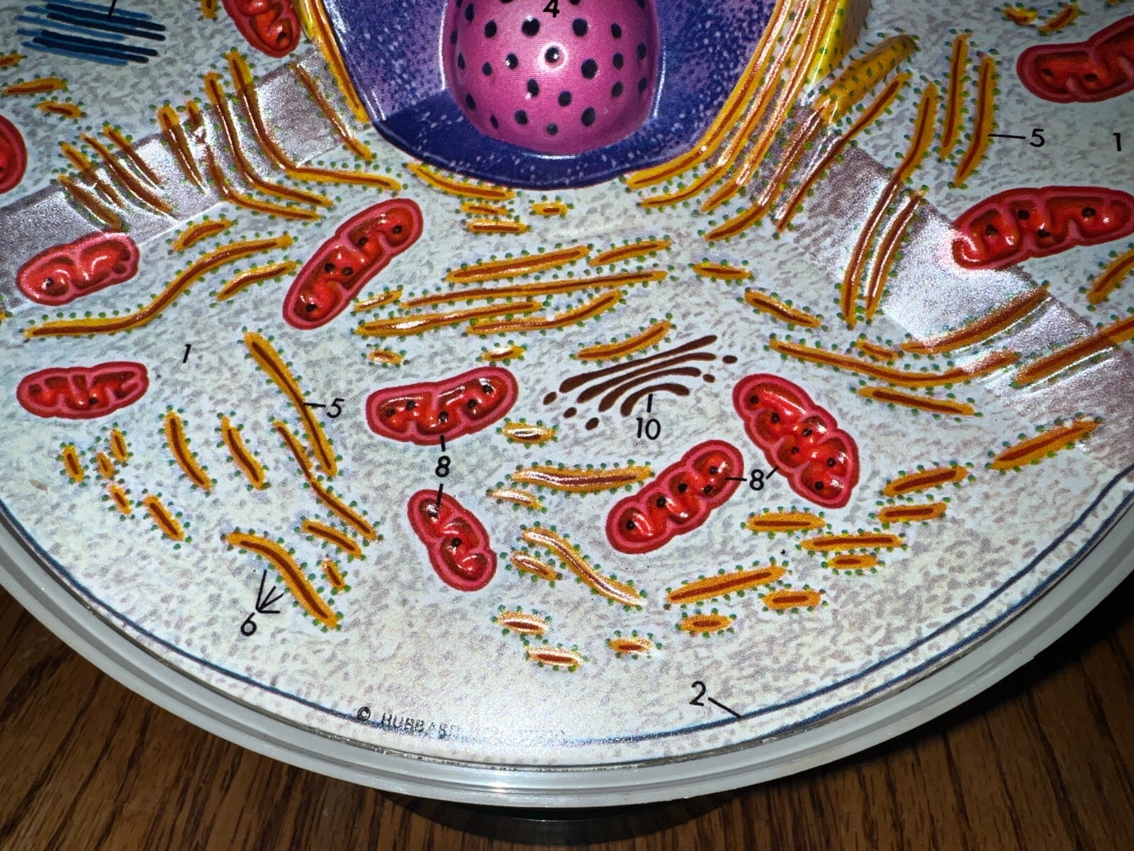 Hubbard Scientific 3-D Biological Cell Model Globe 1968