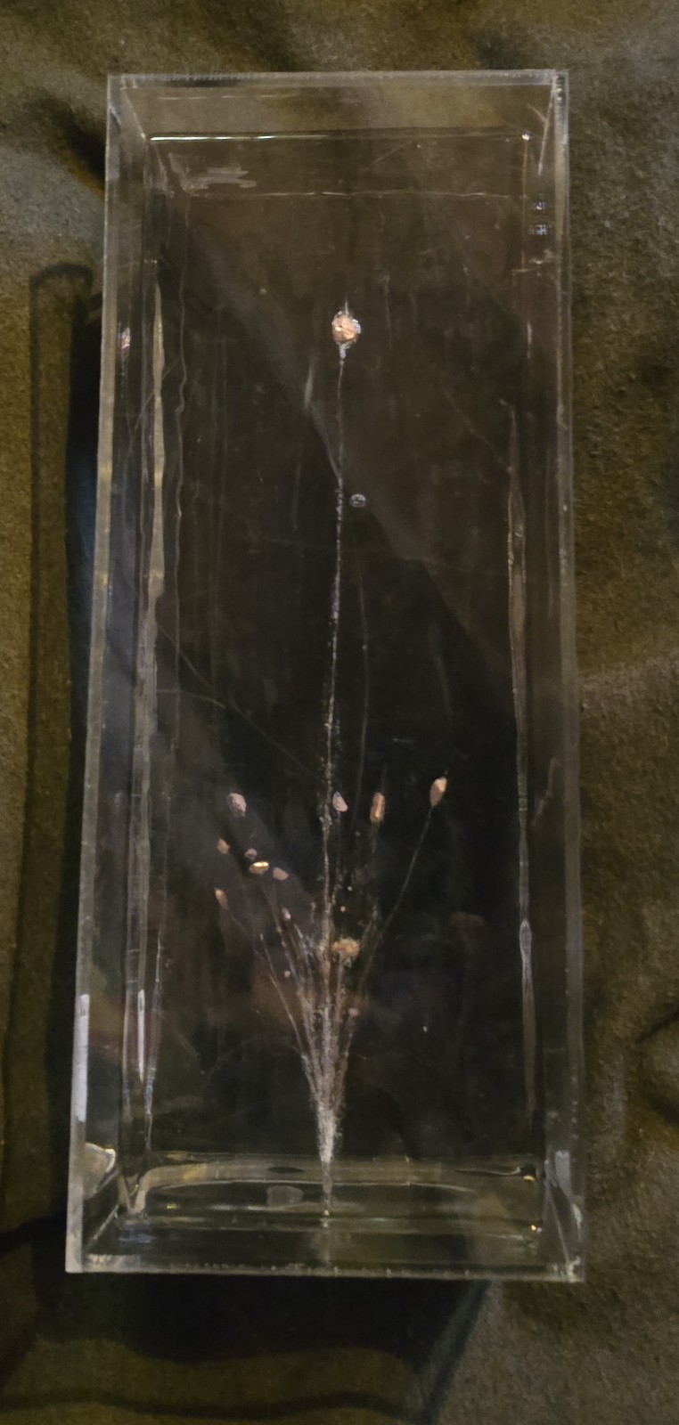 CLEAR BALLISTICS GELATIN WITH FRAG. AMMO. 20X8X8 IN A CASE. NICE EXAMPLE…