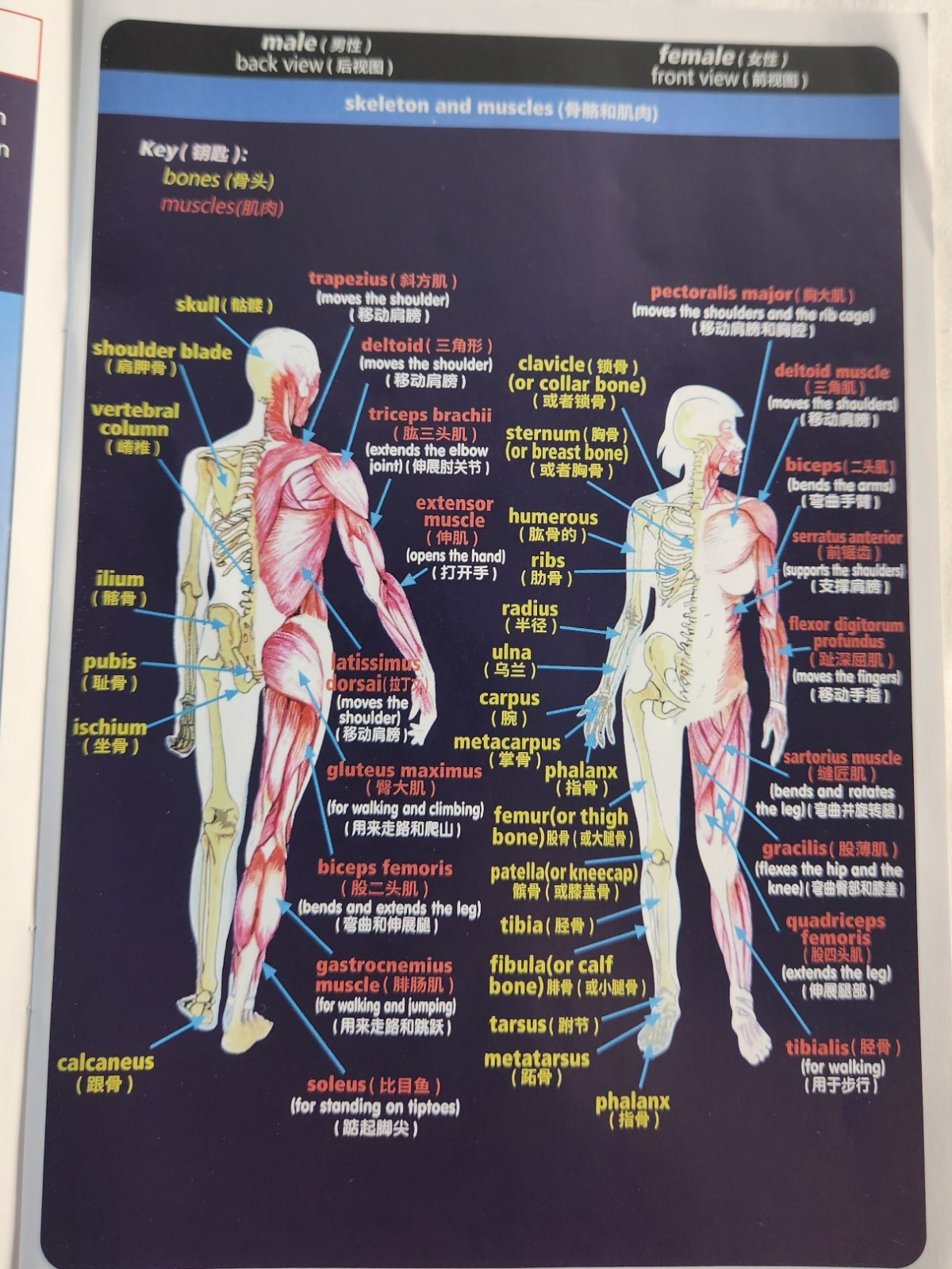 Clear Human Body Skeleton Model Kit 3D Human Anatomy Structure Model Kit