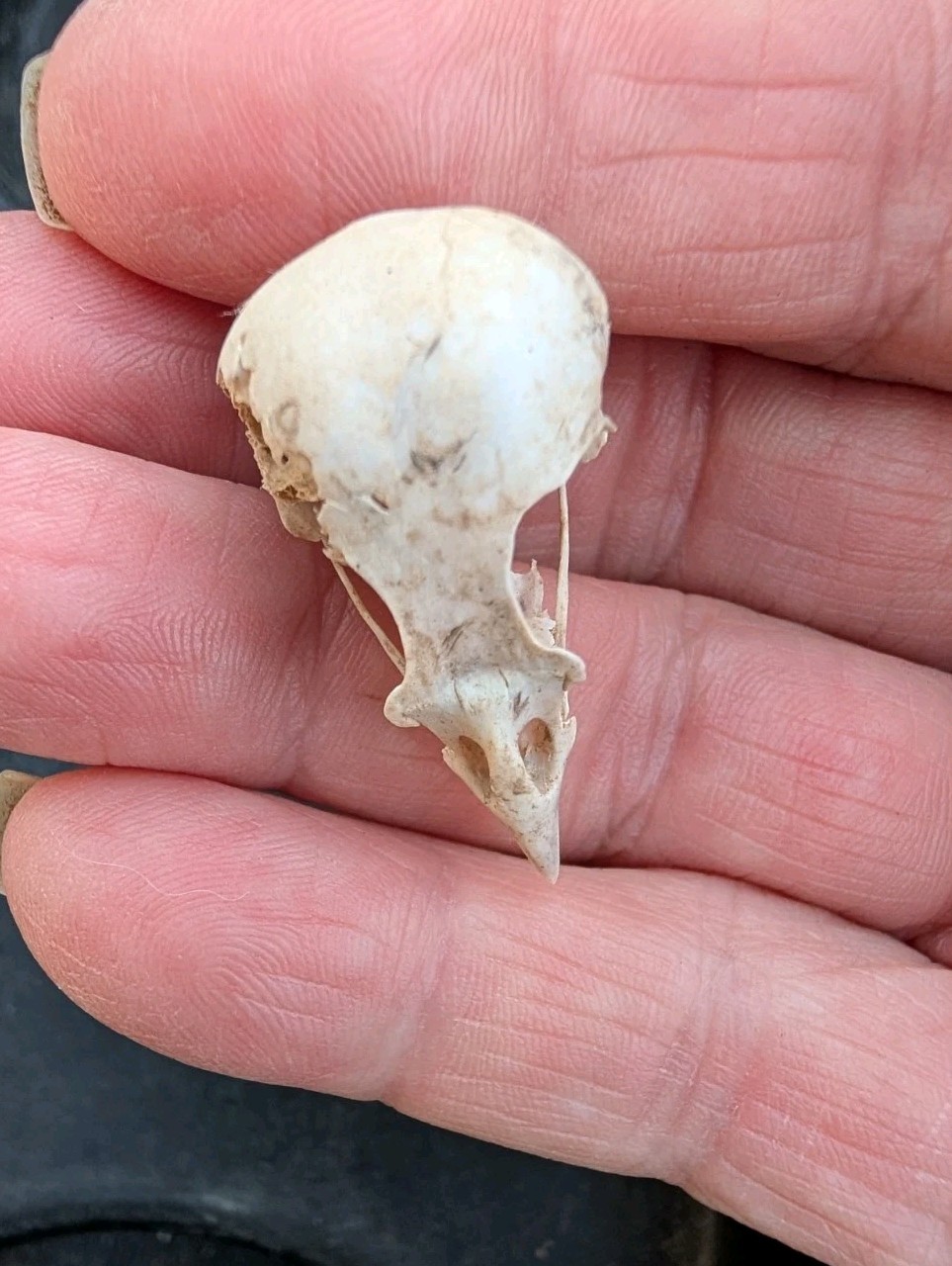 10 Owl Pellet Skulls with/without Braincases. Bone Brush/ Chart/Storage.