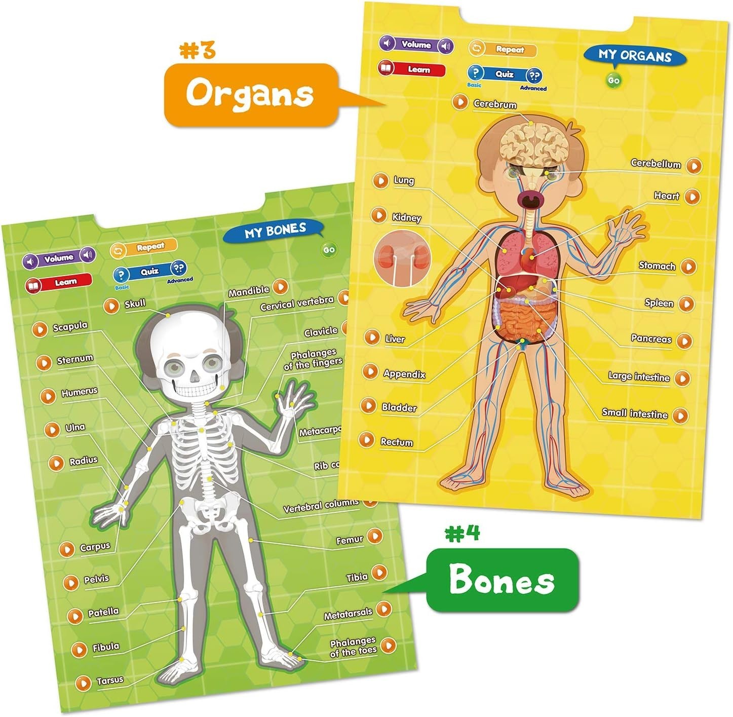 BEST LEARNING i-Poster My Body – Interactive Educational Human Anatomy Talking T
