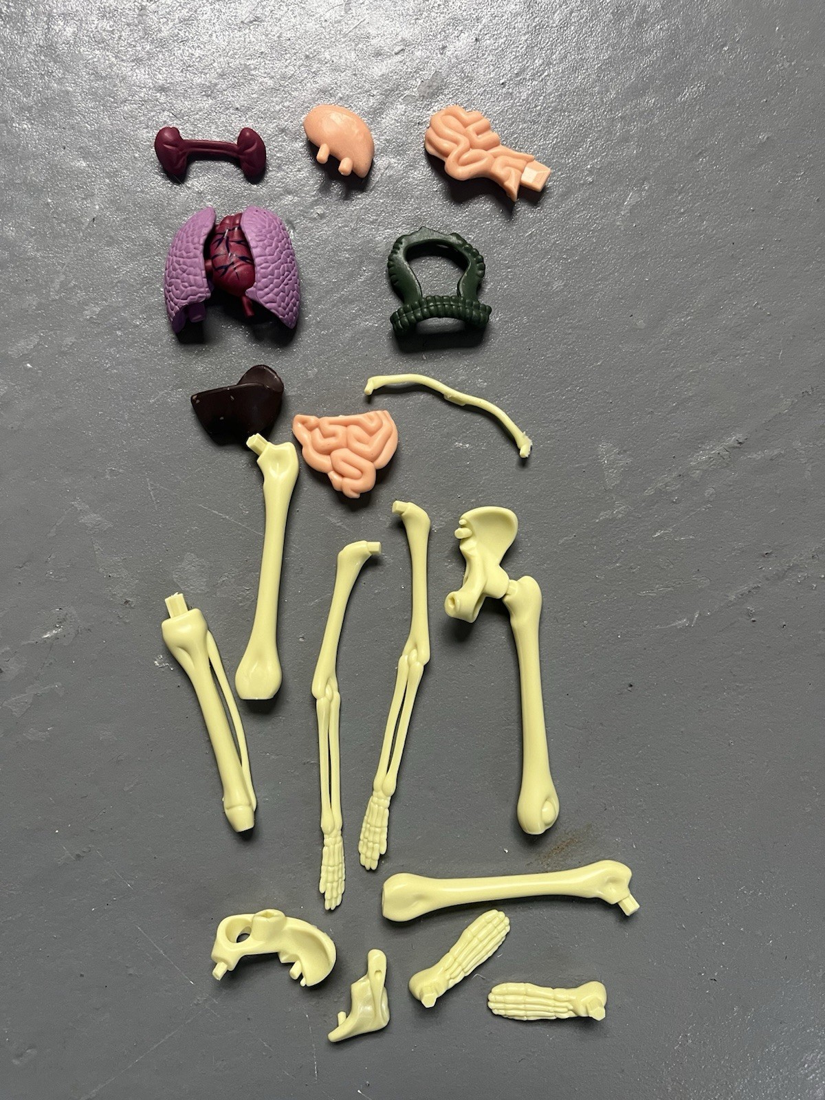3D Human Body Anatomy Model DIY Skeleton Toy Removable Parts for Kid Aldult