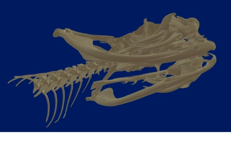 🔥Western Diamondback Rattlesnake Snake Skull Puzzle 38p FANGS SPECIMEN SK24