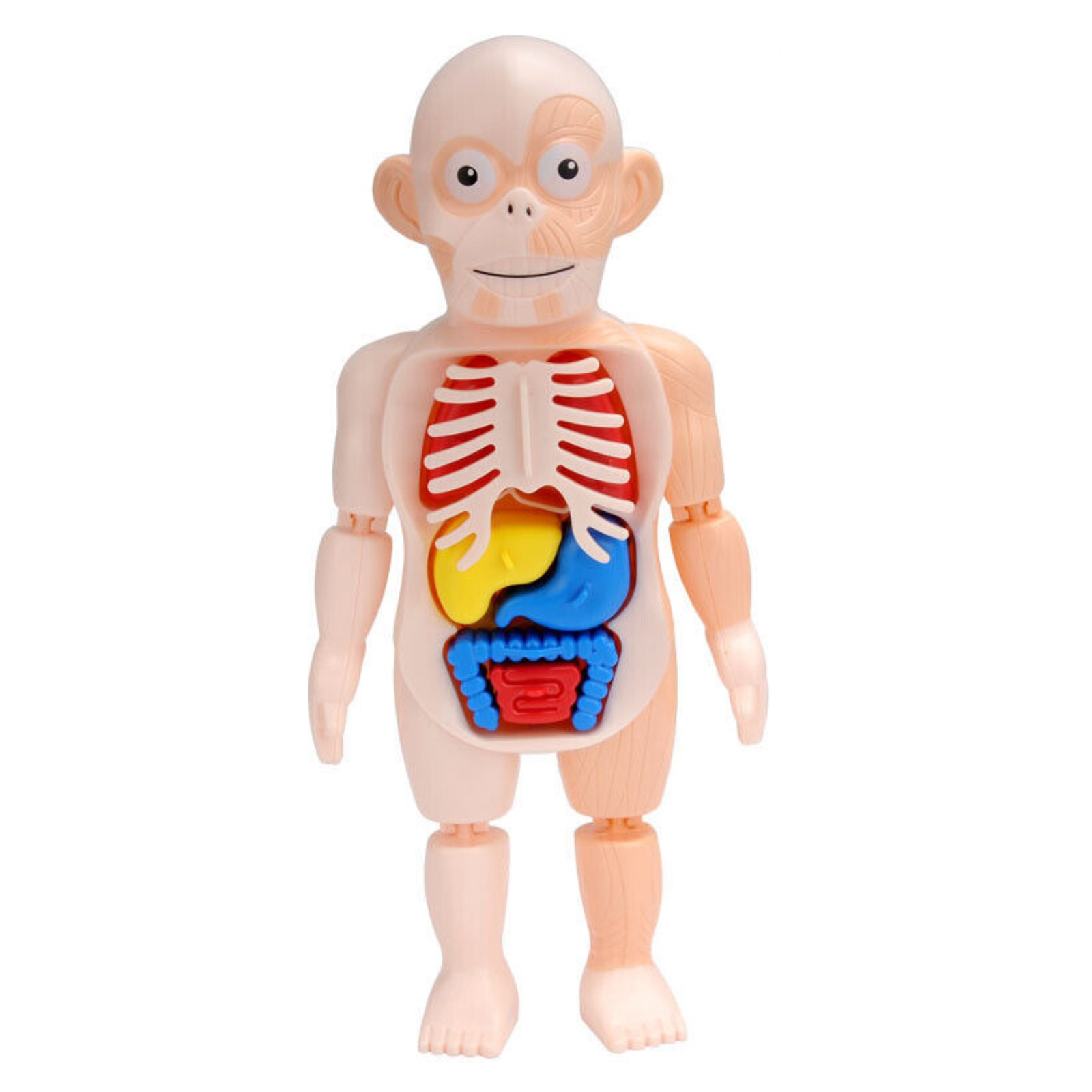 3D DIY Puzzle Human Body Anatomy Model Learning Organ Assembled Toy Body Organ y