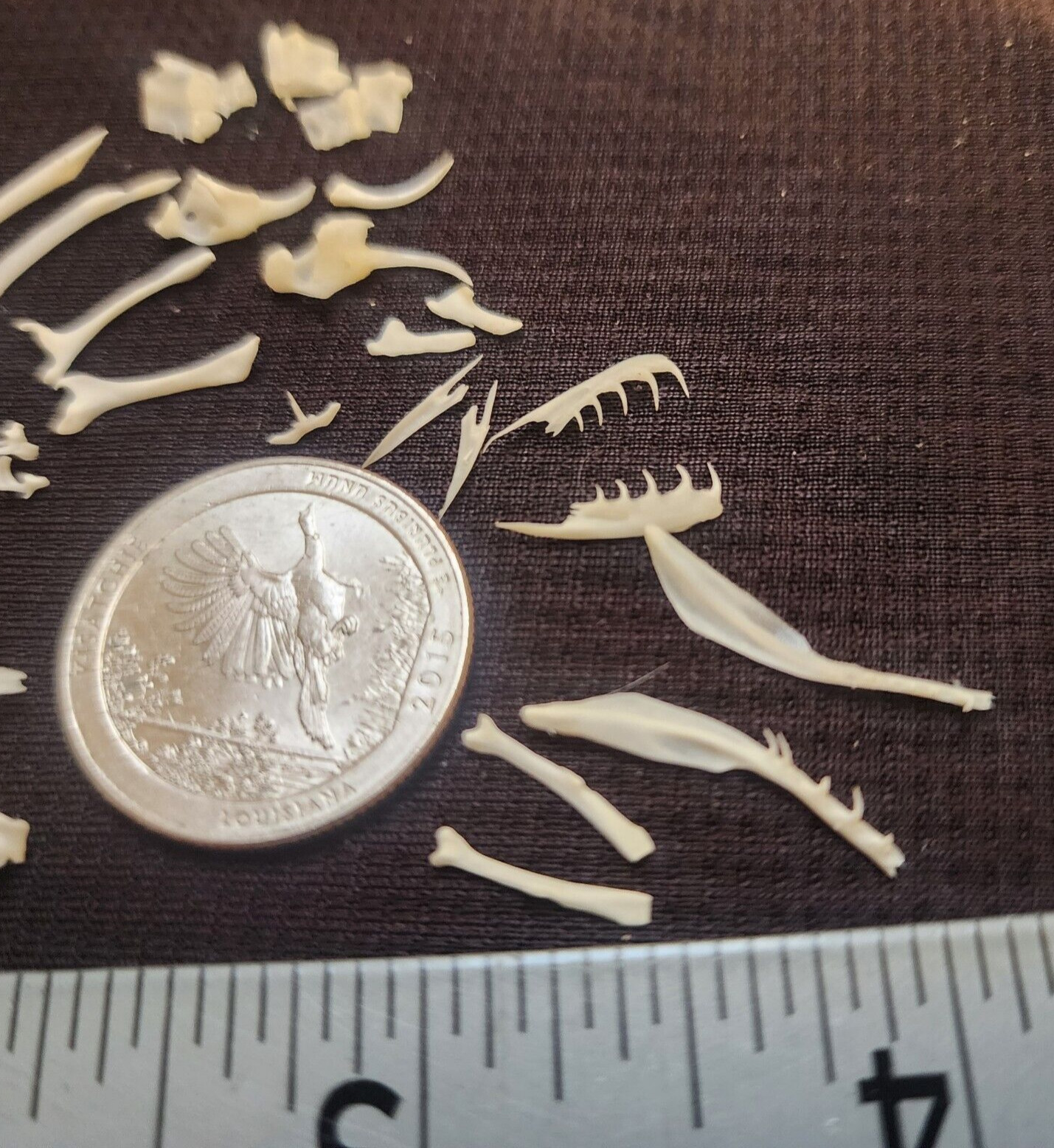 🔥Western Diamondback Rattlesnake Snake Skull Puzzle 38p FANGS SPECIMEN SK24