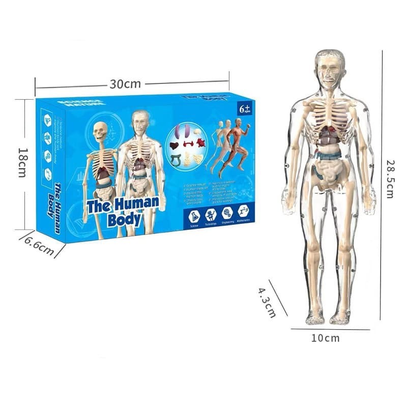 Removable Organs Bones Torso Skeleton Model Human Body Structure Model Kits 3D