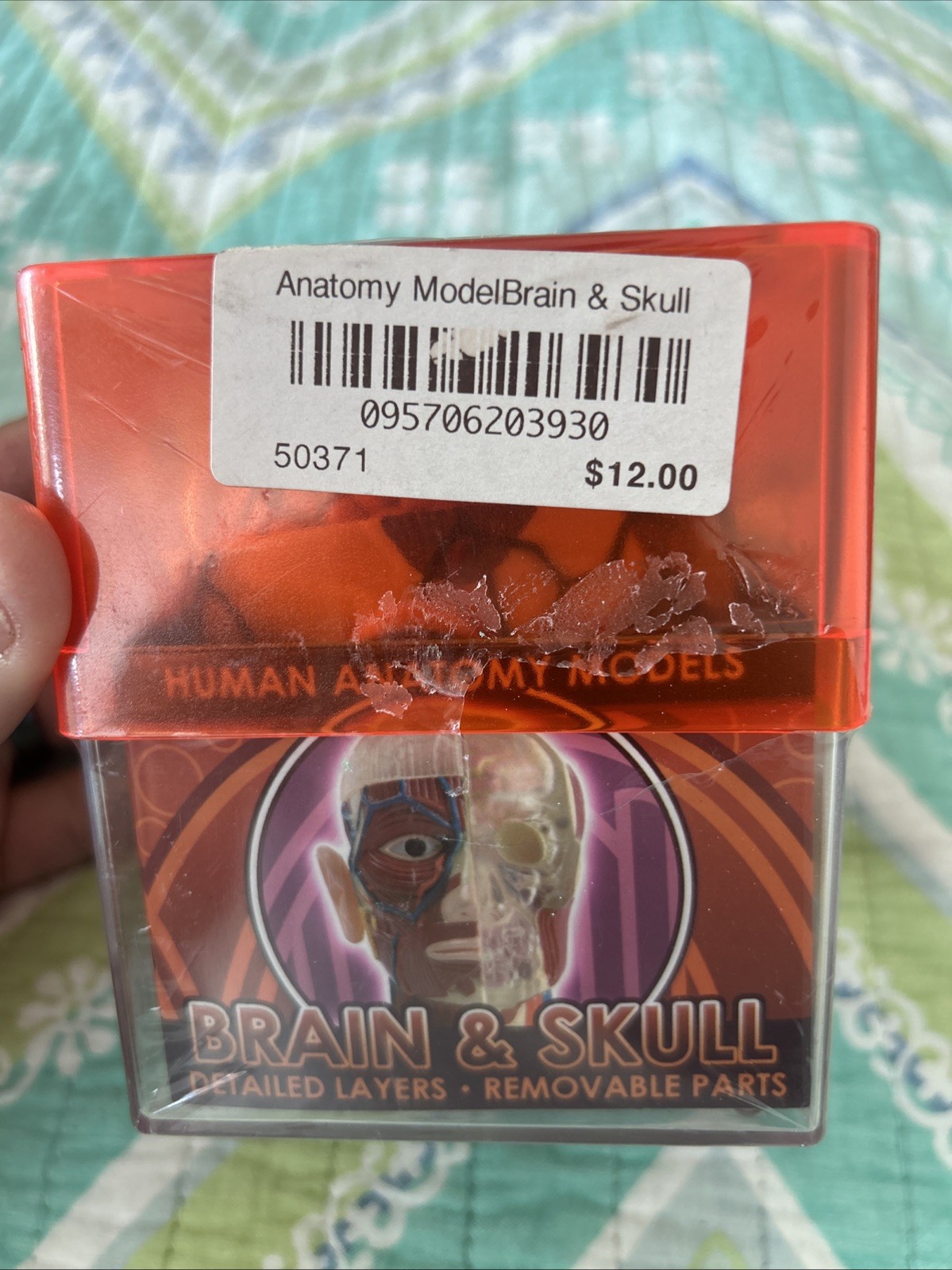 Tedco Toys Brain & Skull Signs Biology Model Student Human Anatomy Model