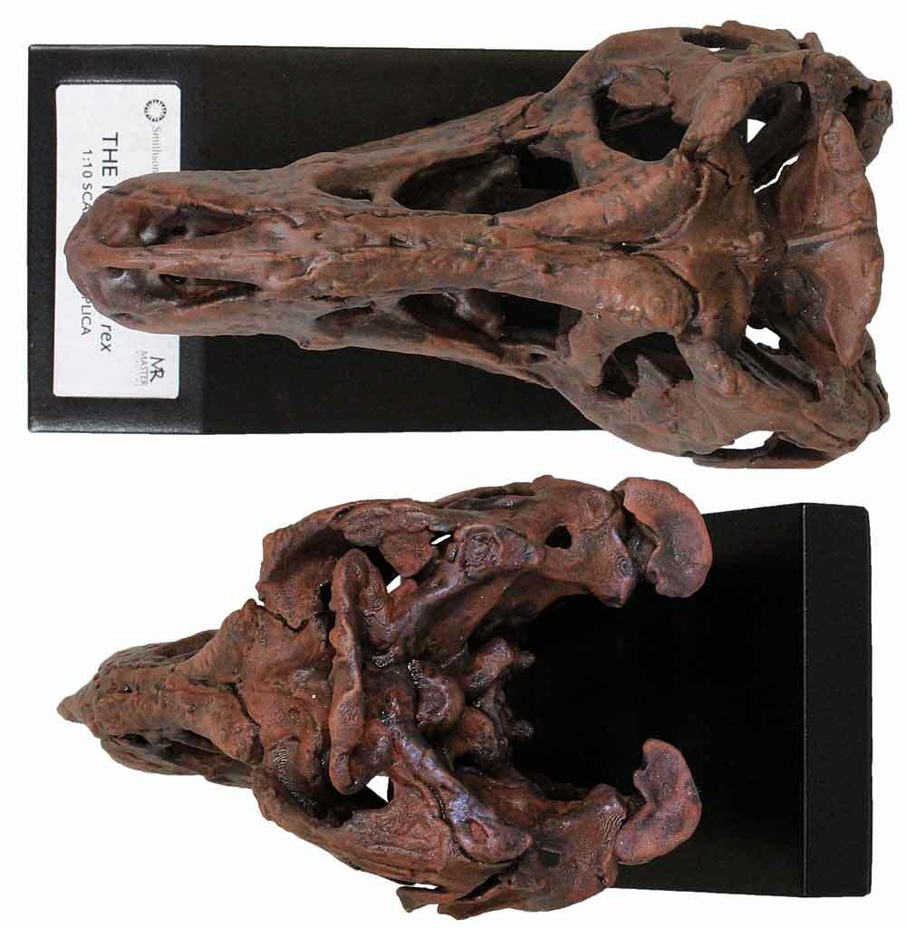 Tyrannosaurus Skull 1/10th Scale Smithsonian Licensed – The Nation’s T.rex